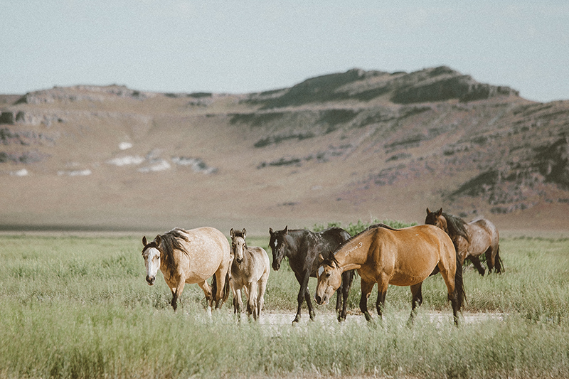 utah's wild horses mustangs-4-low-res.jpg