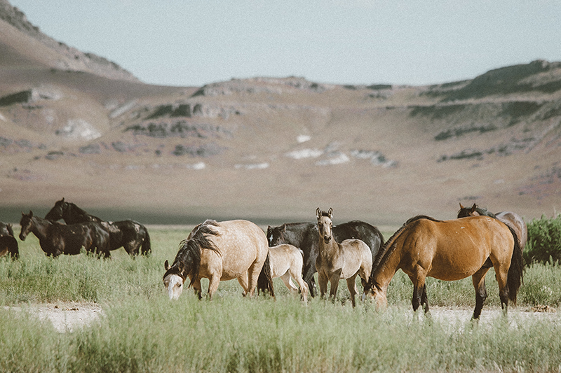 utah's wild horses mustangs-5-low-res.jpg
