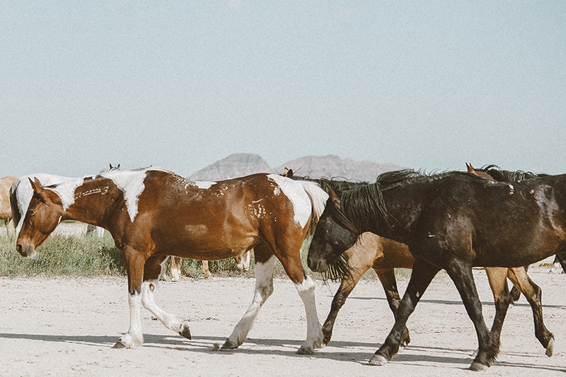 utah's wild horses mustangs-6-low-res.jpg