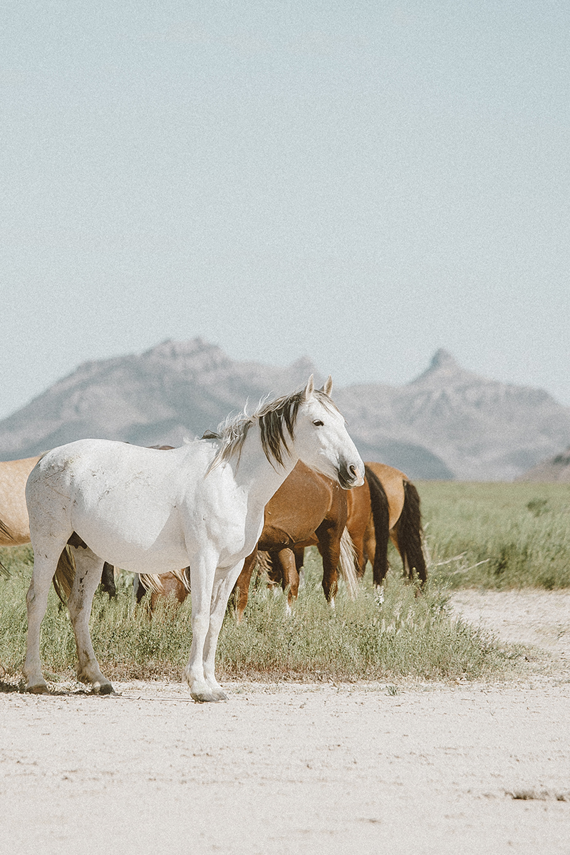 utah's wild horses mustangs-9-low-res.jpg