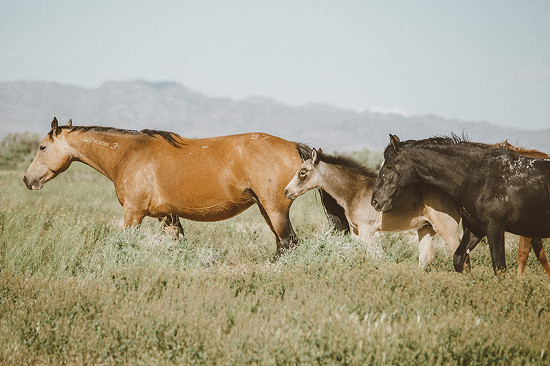utah's wild horses mustangs-10-low-res.jpg