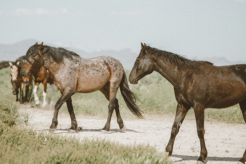 utah's wild horses mustangs-11-low-res.jpg
