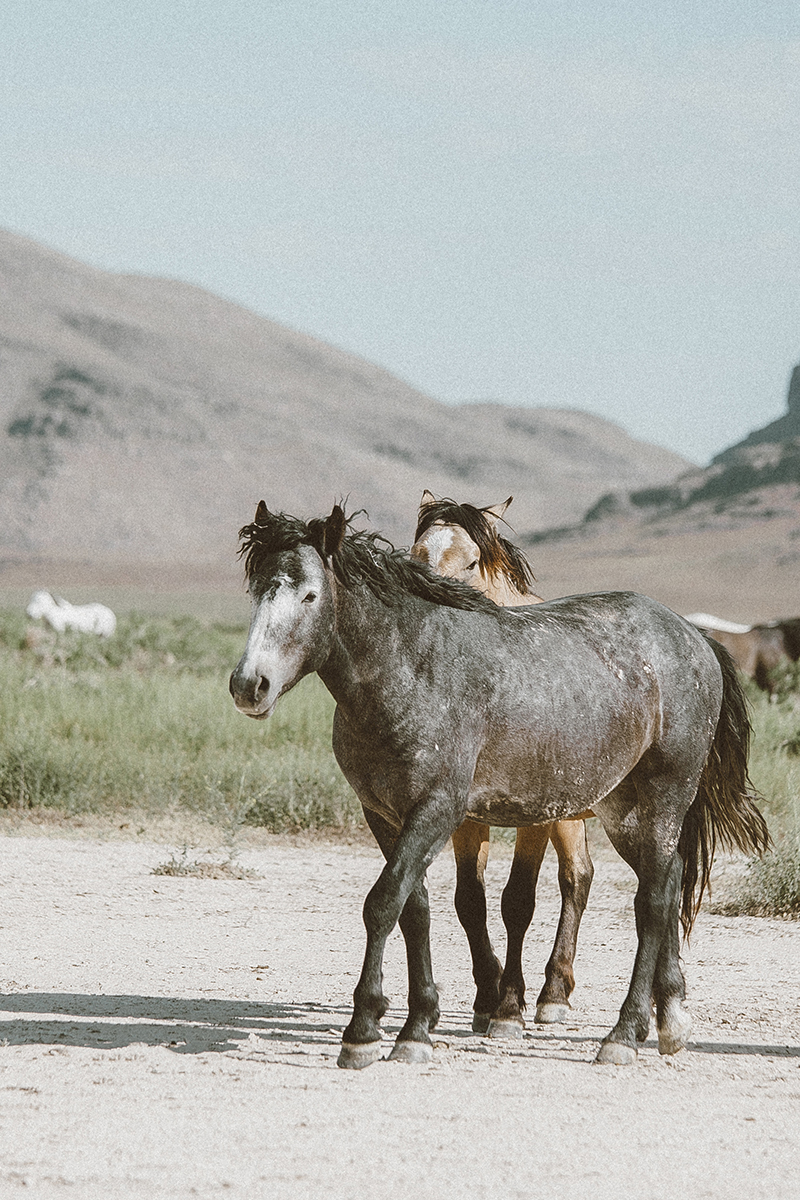 utah's wild horses mustangs-13-low-res.jpg