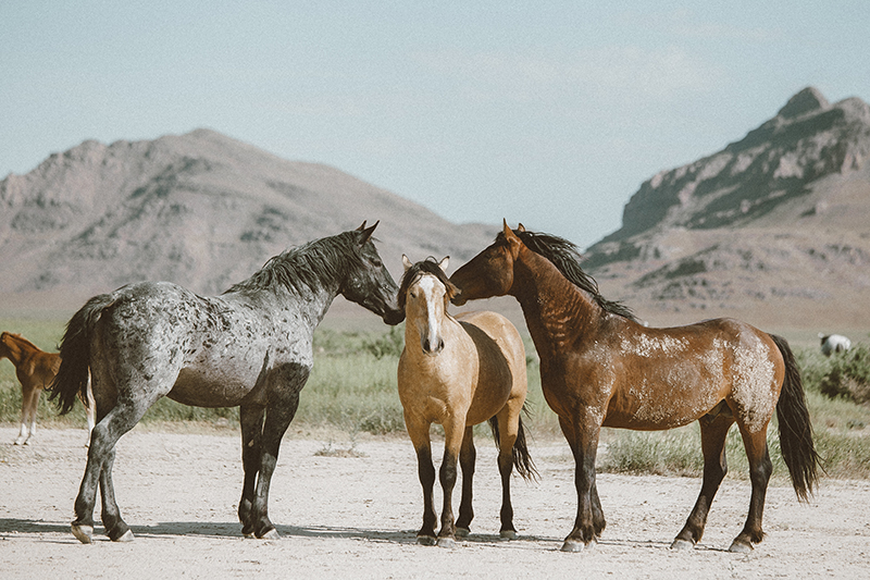 utah's wild horses mustangs-15-low-res.jpg