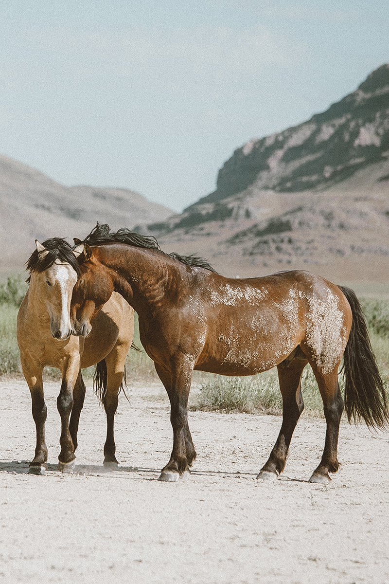 utah's wild horses mustangs-14-low-res.jpg