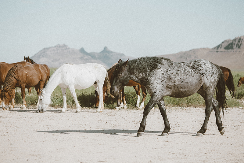 utah's wild horses mustangs-16-low-res.jpg