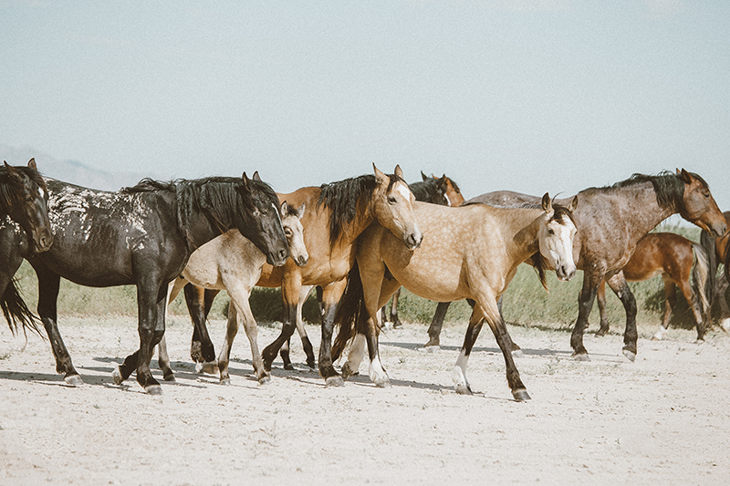 utah's wild horses mustangs-19-low-res.jpg