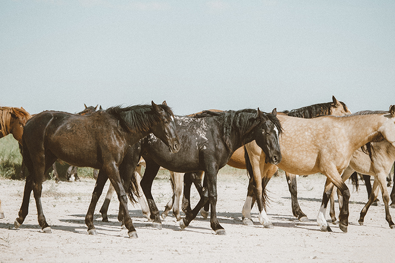 utah's wild horses mustangs-20-low-res.jpg