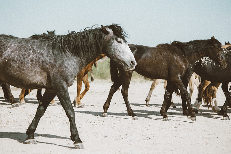 utah's wild horses mustangs-21-low-res.jpg