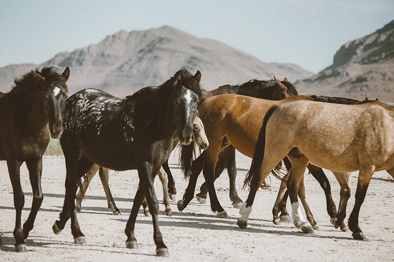 utahs-wild-horses-low-res.jpg