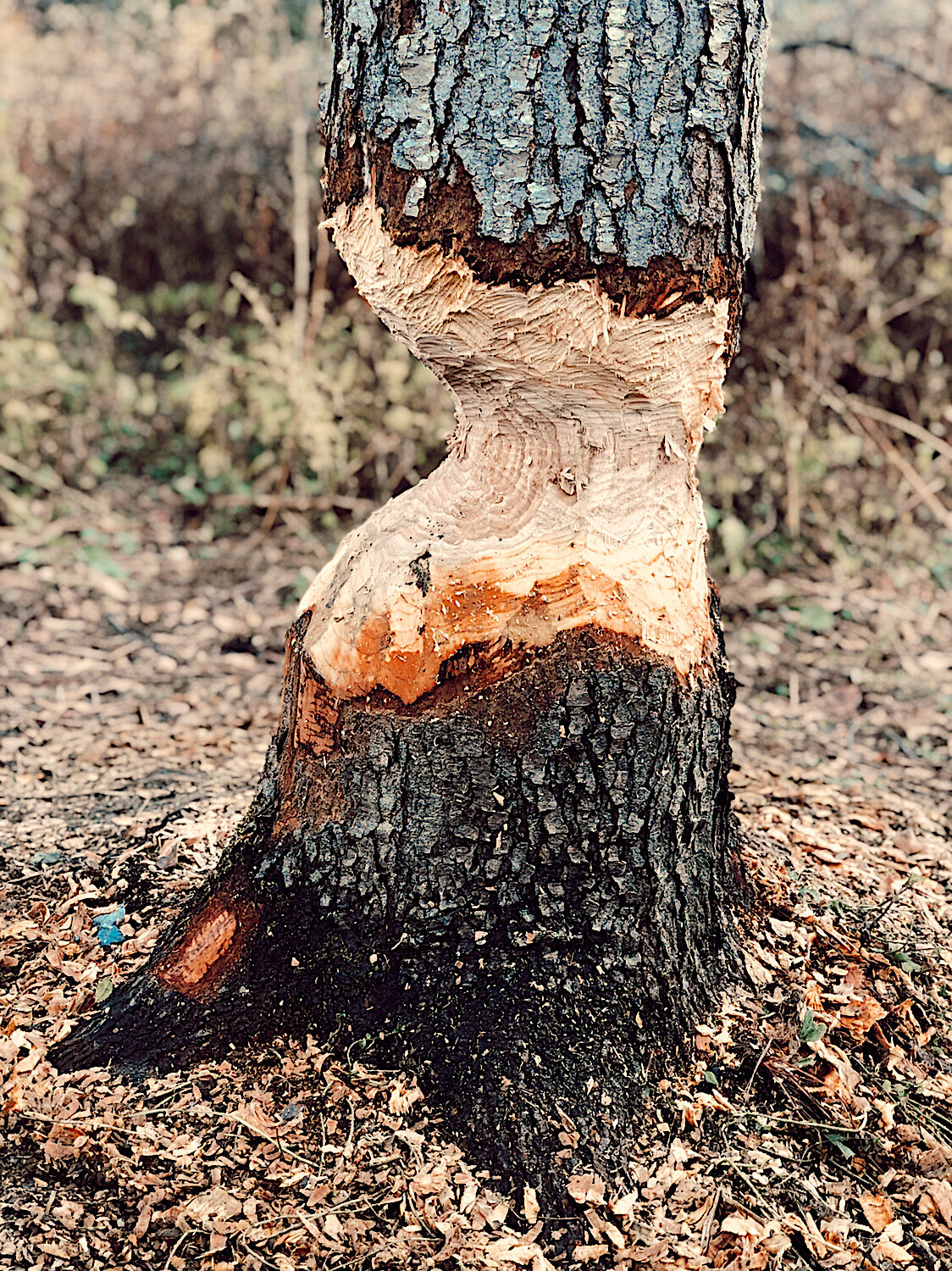  Signs of beavers 