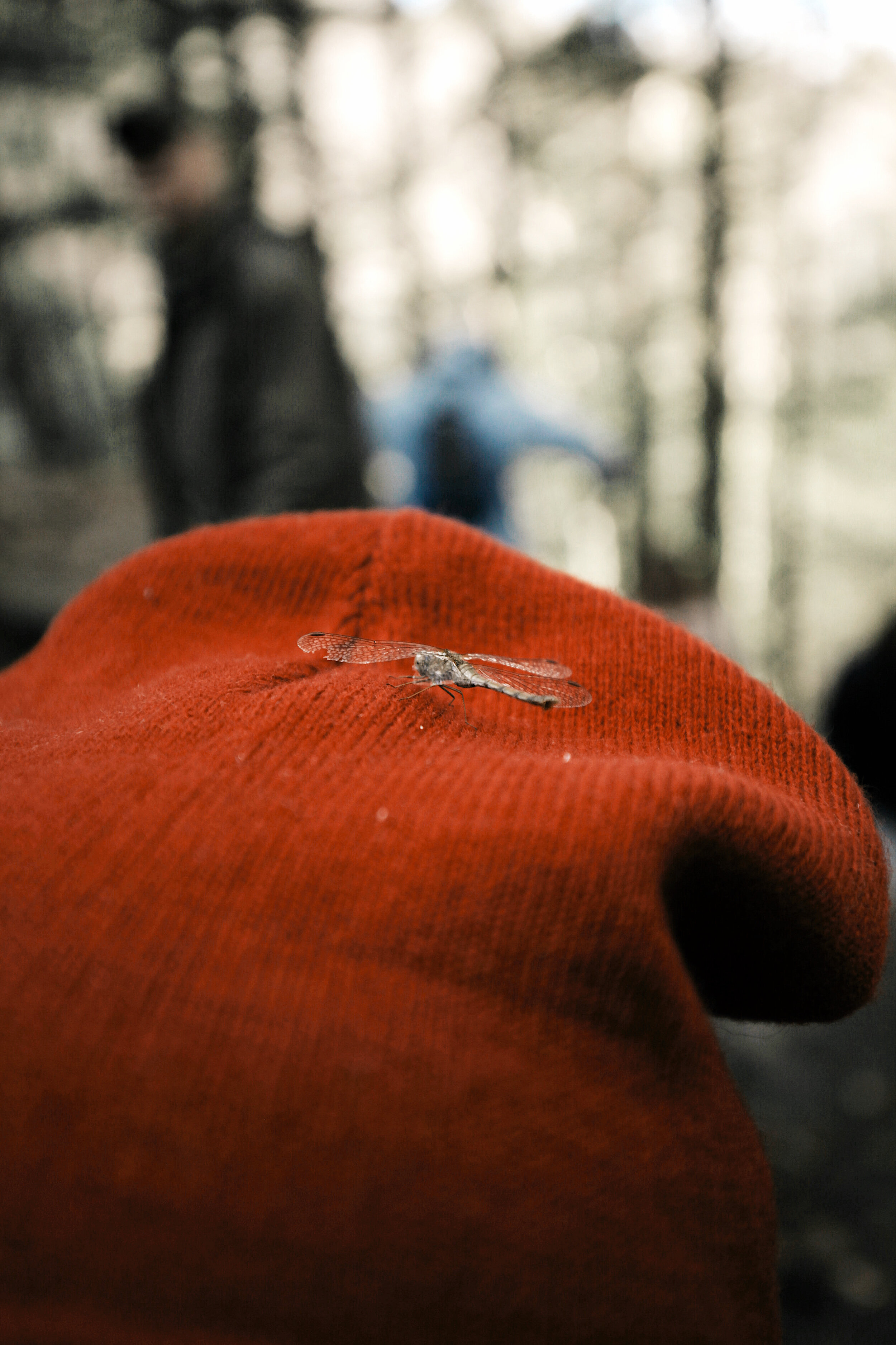  This dragonfly had an injured wing and was able to use my beanie as a resting place. He stayed with me during our hike at Moss Glen Falls, but we placed him on a nice warm shrub before leaving. 