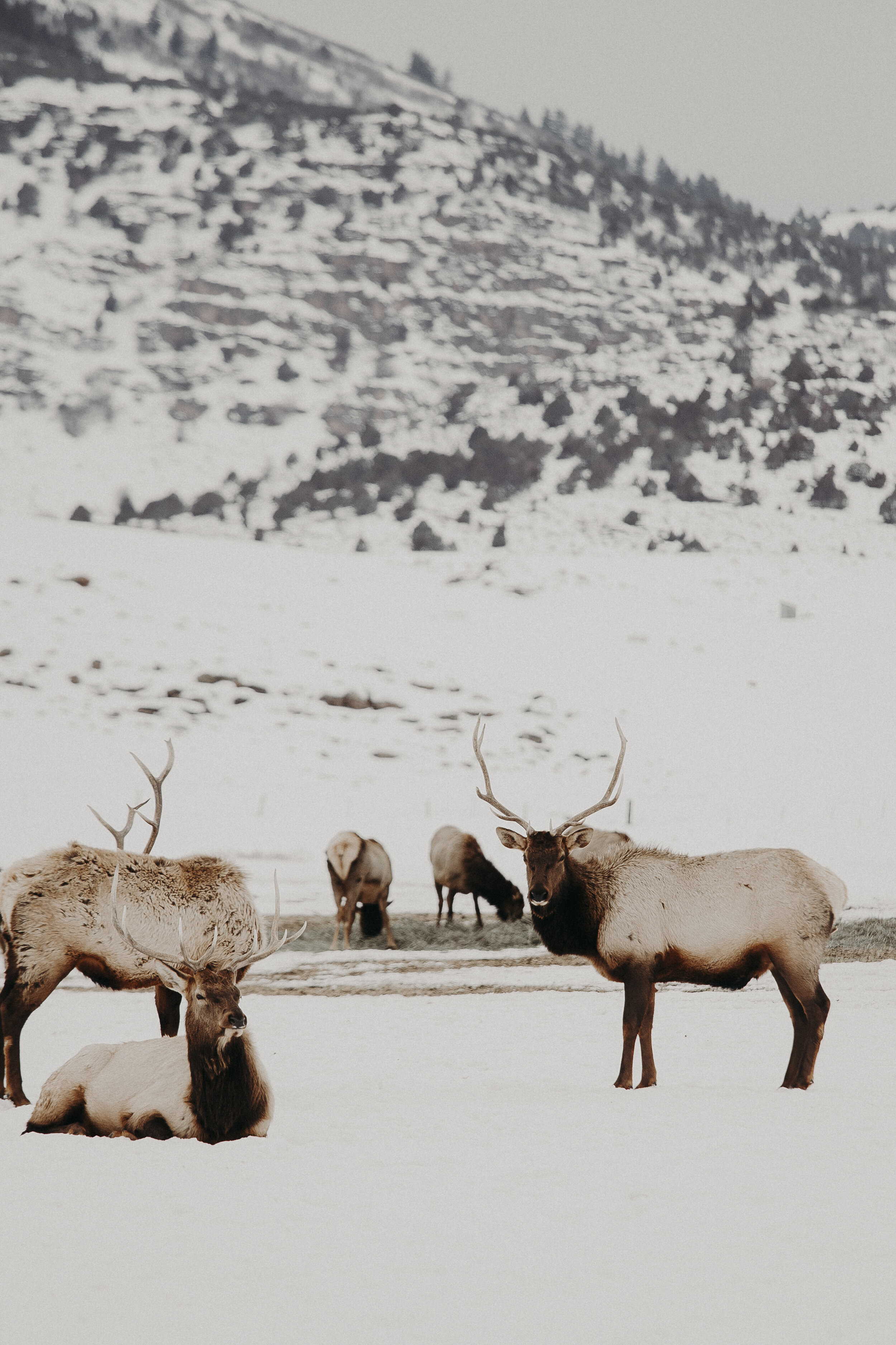 hardware ranch utah elk-2.jpg