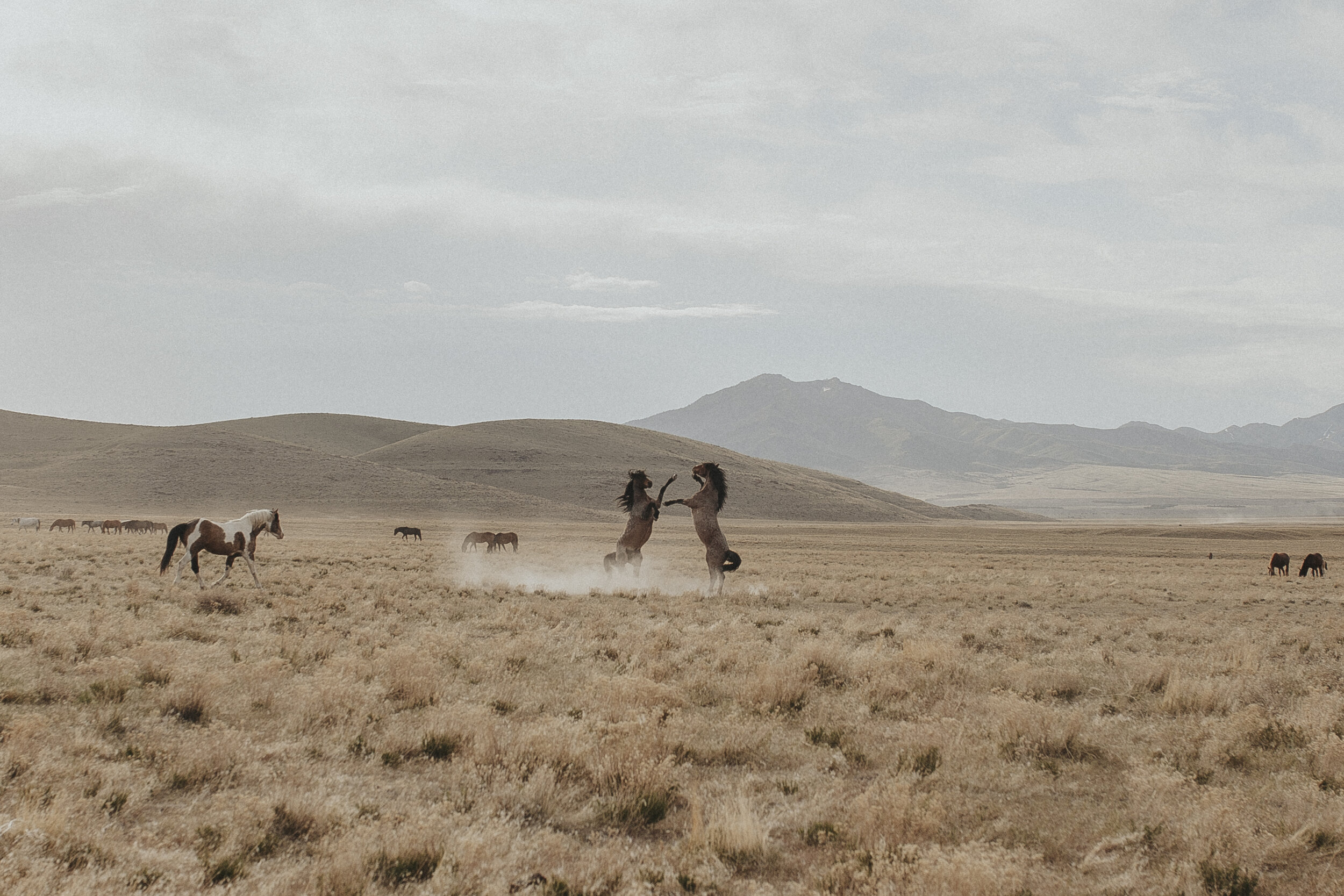 Wild Horses of Utah-2.jpg