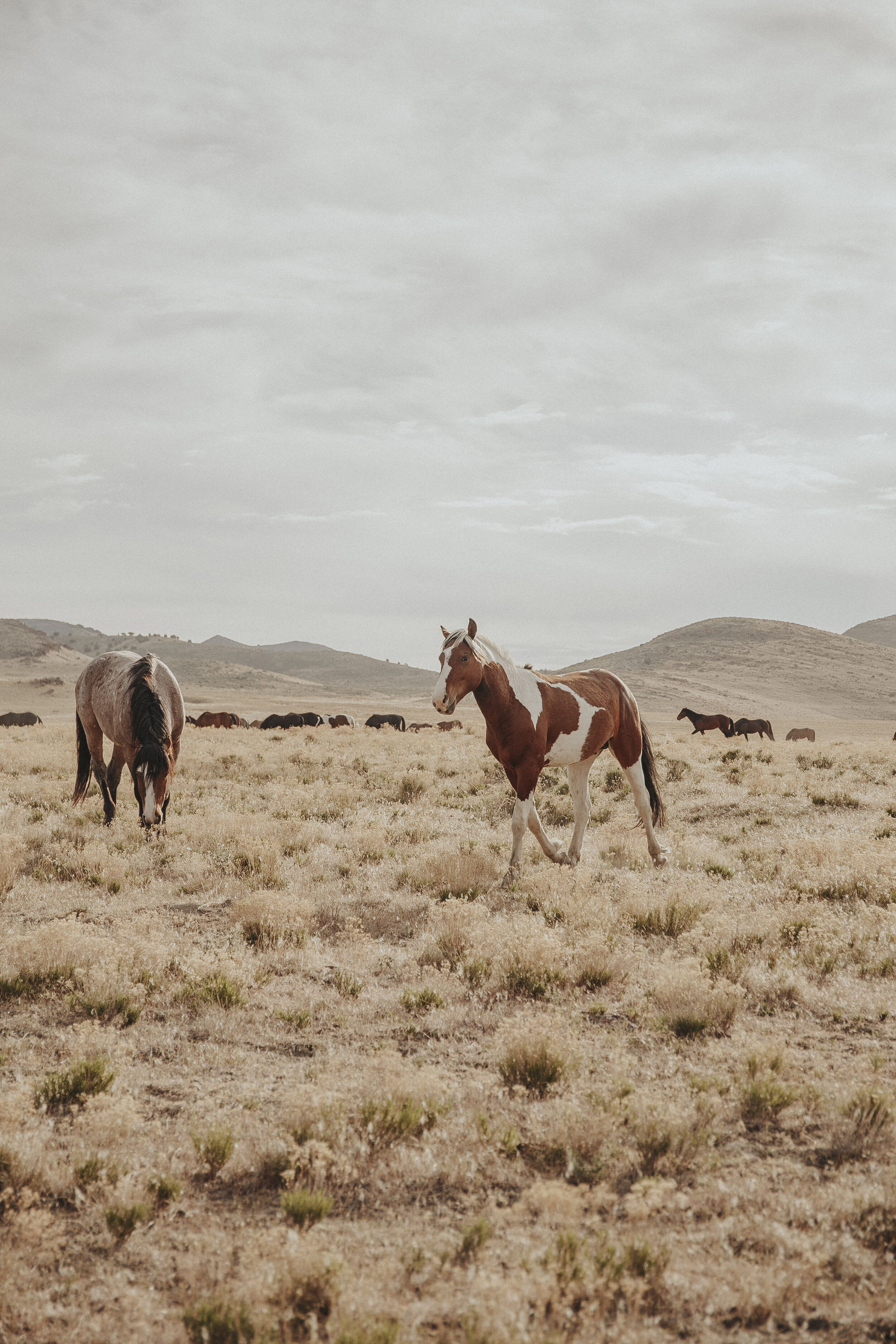 Wild Horses of Utah-6.jpg