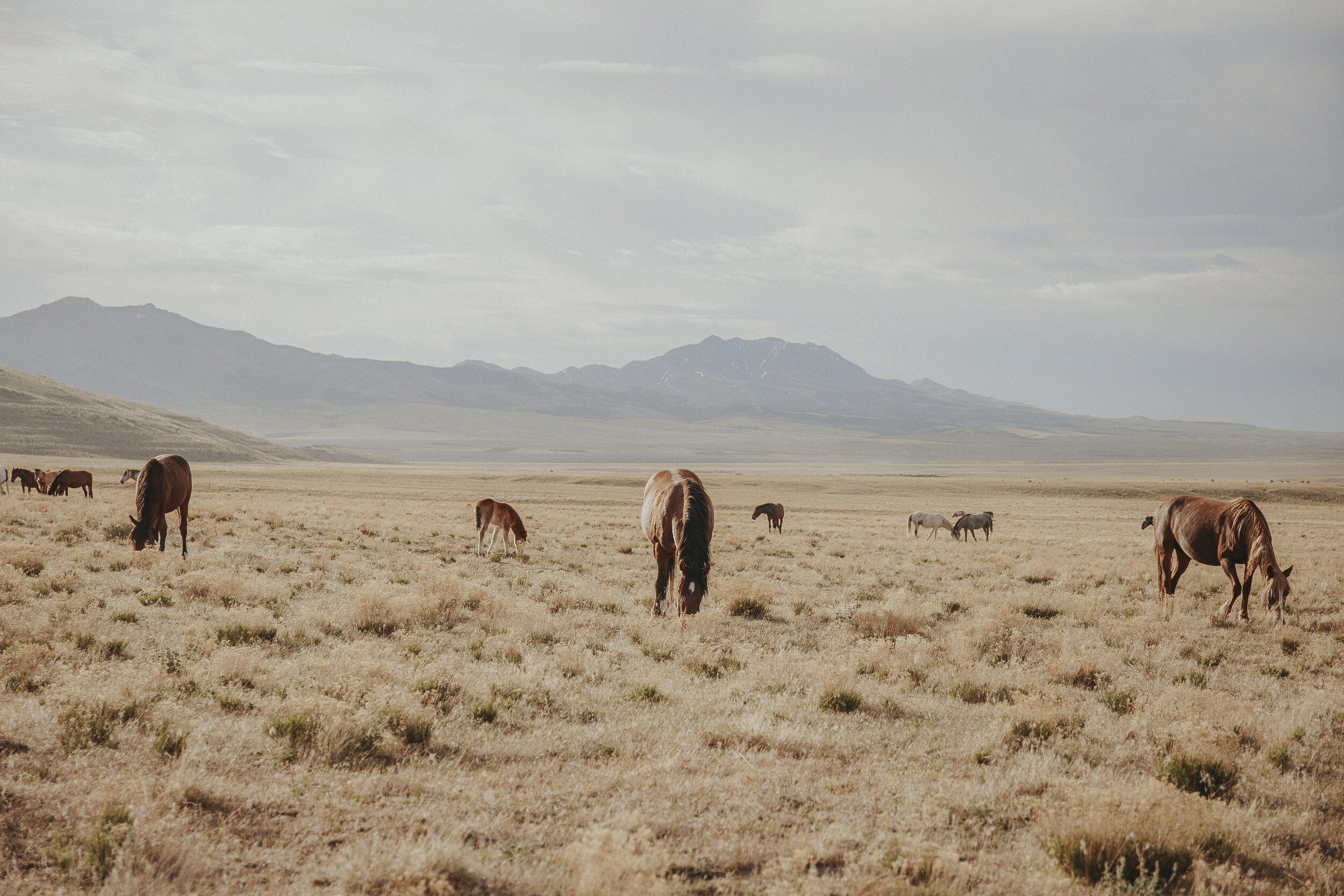 Wild Horses of Utah-9.jpg