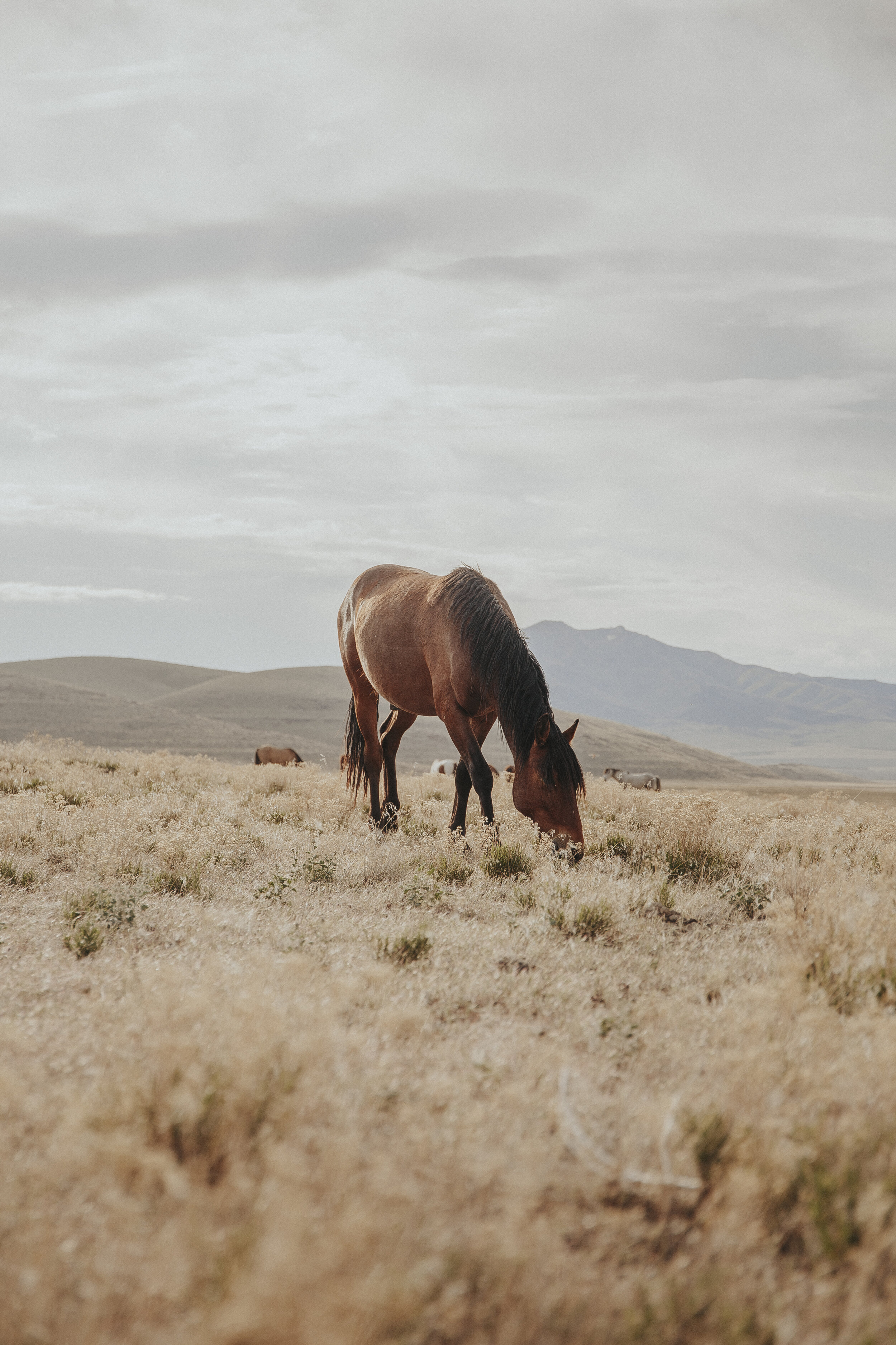 Wild Horses of Utah-10.jpg
