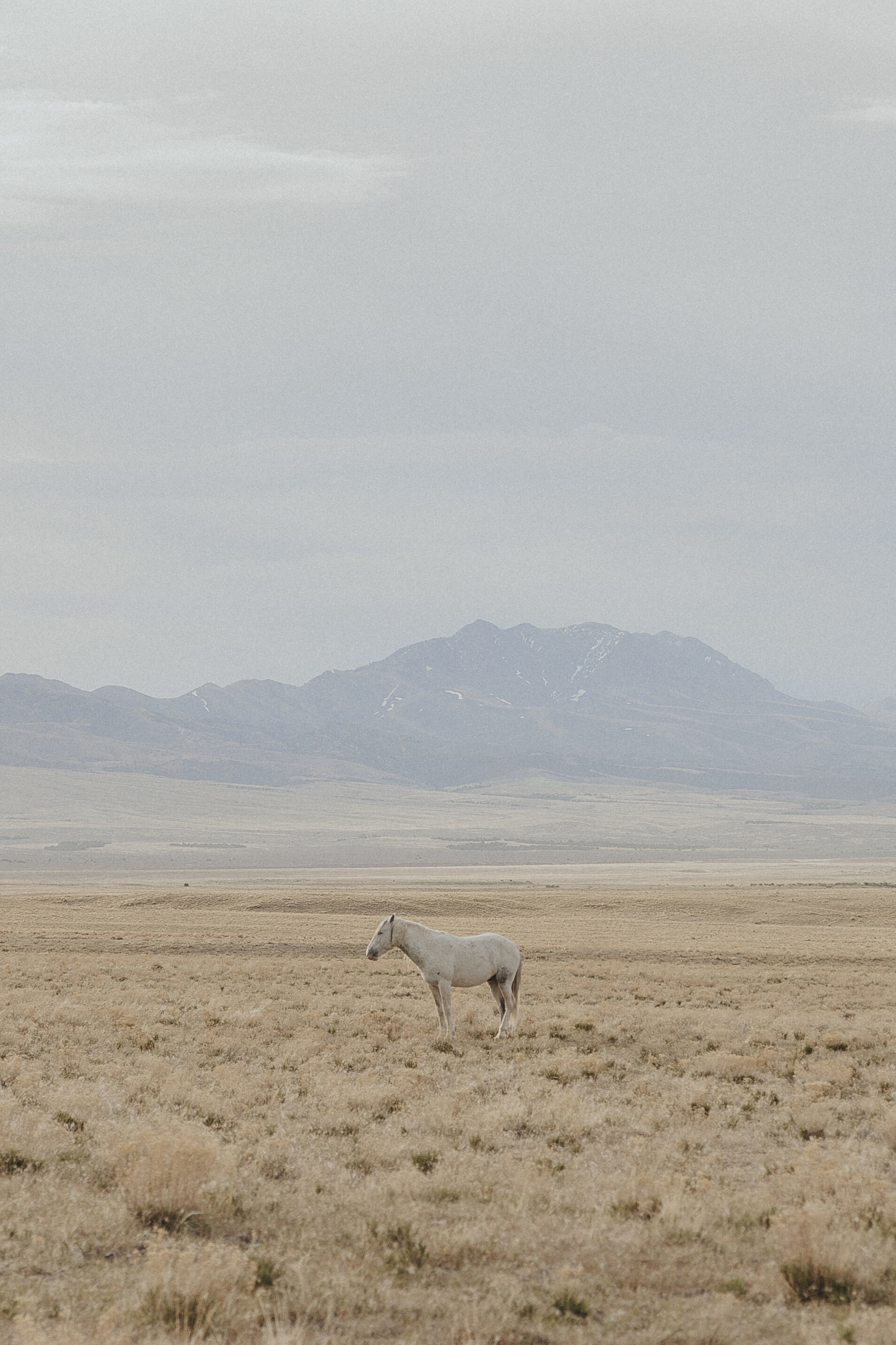 Wild Horses of Utah-14.jpg