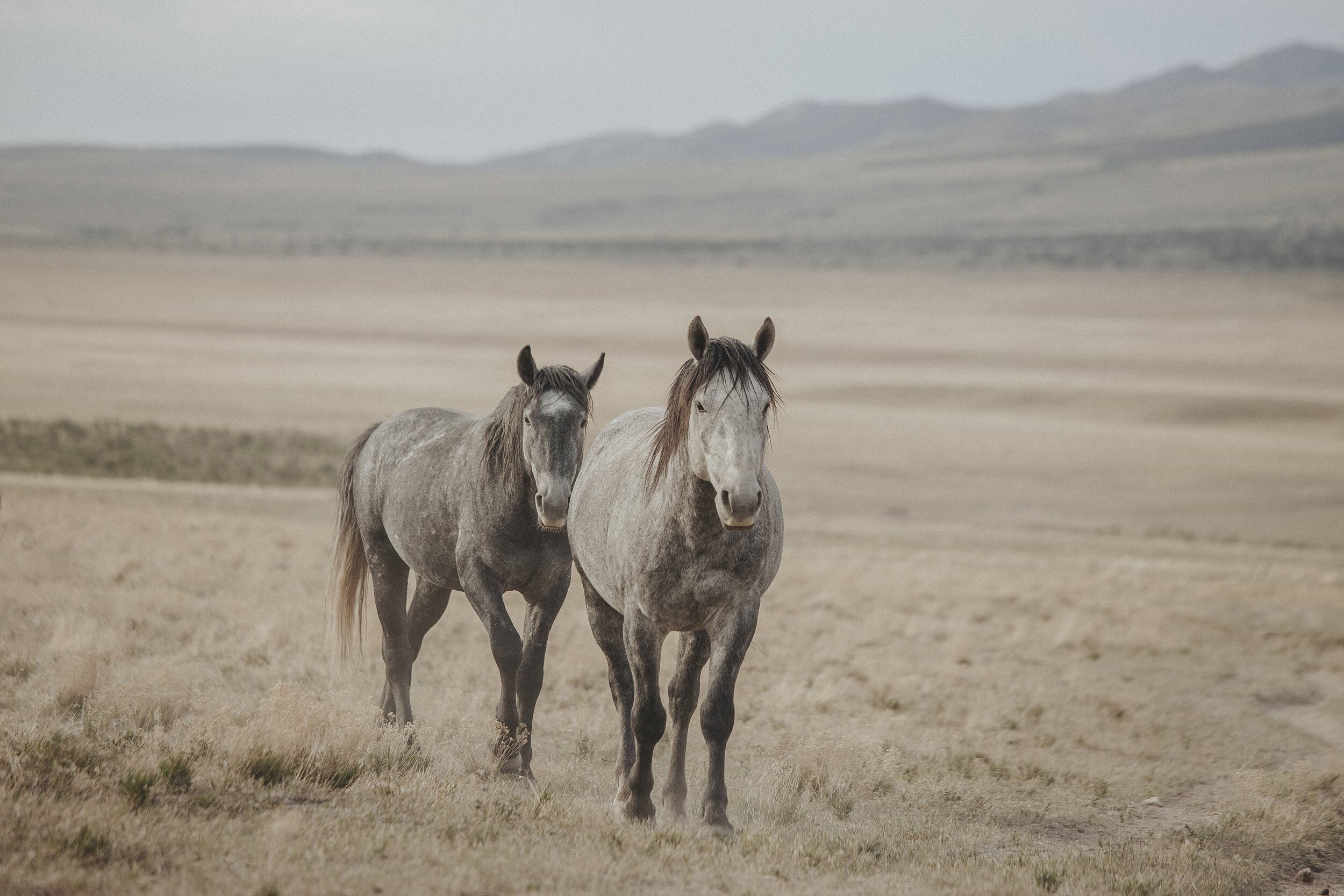 Wild Horses of Utah-15.jpg