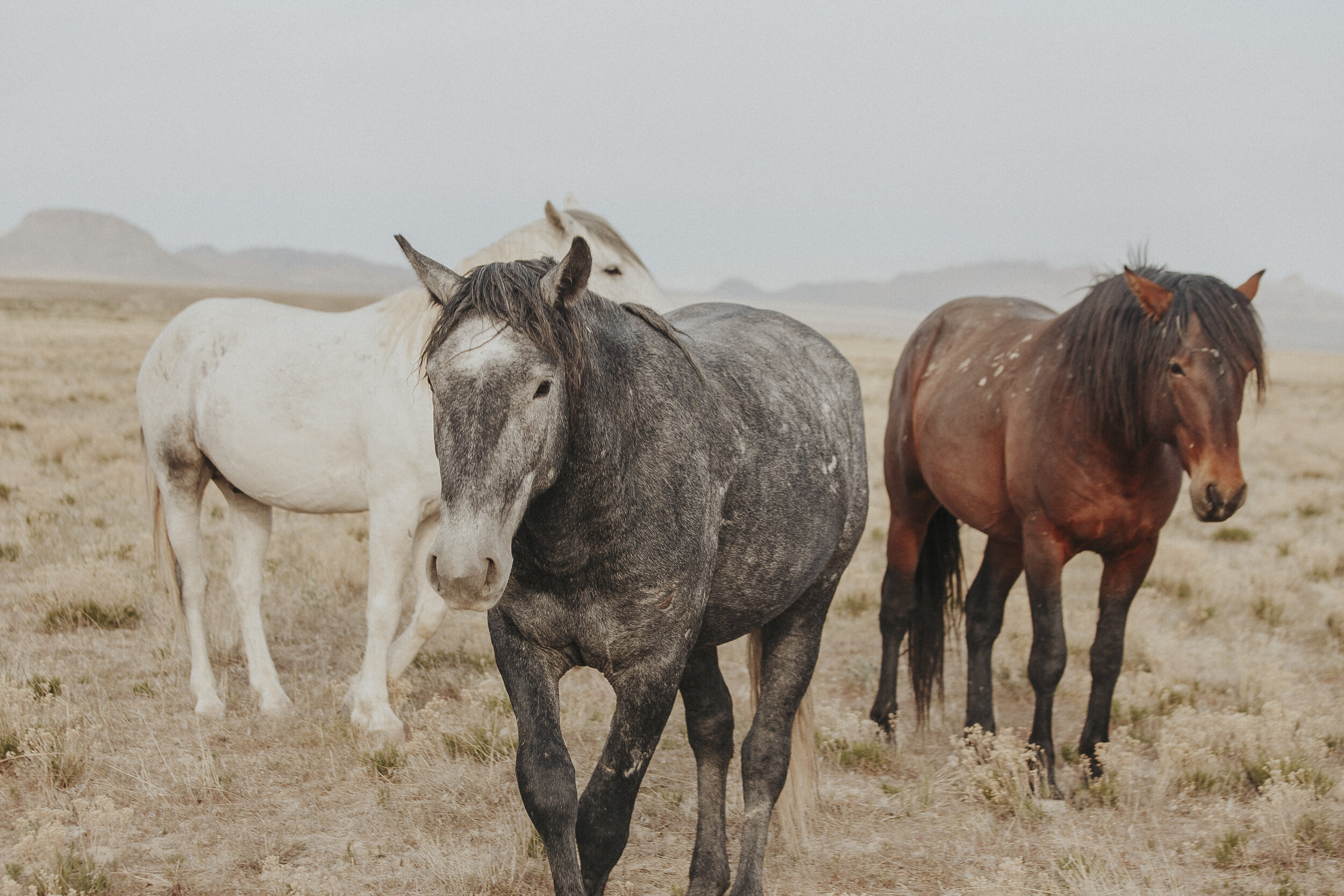 Wild Horses of Utah-17.jpg