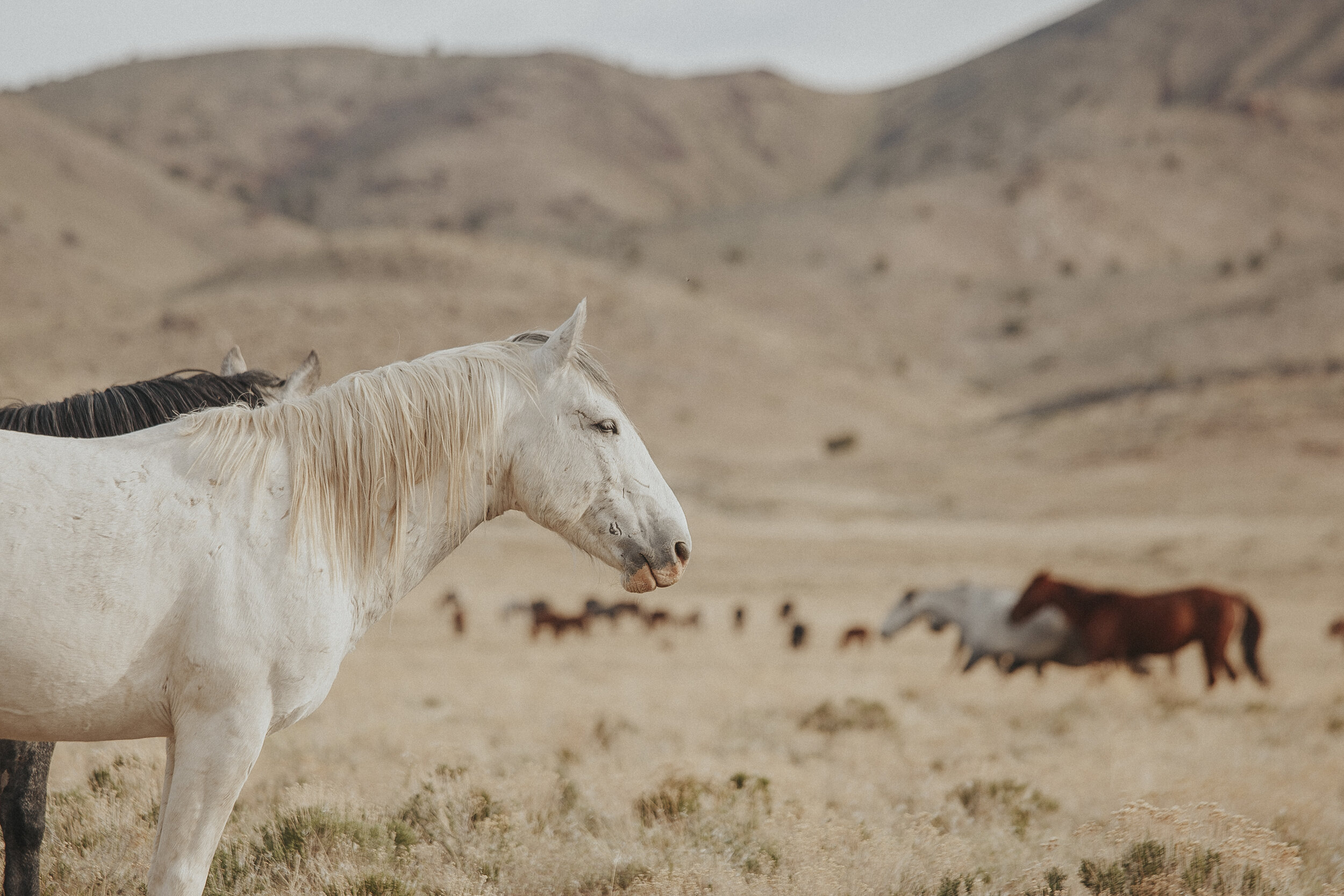 Wild Horses of Utah-20.jpg