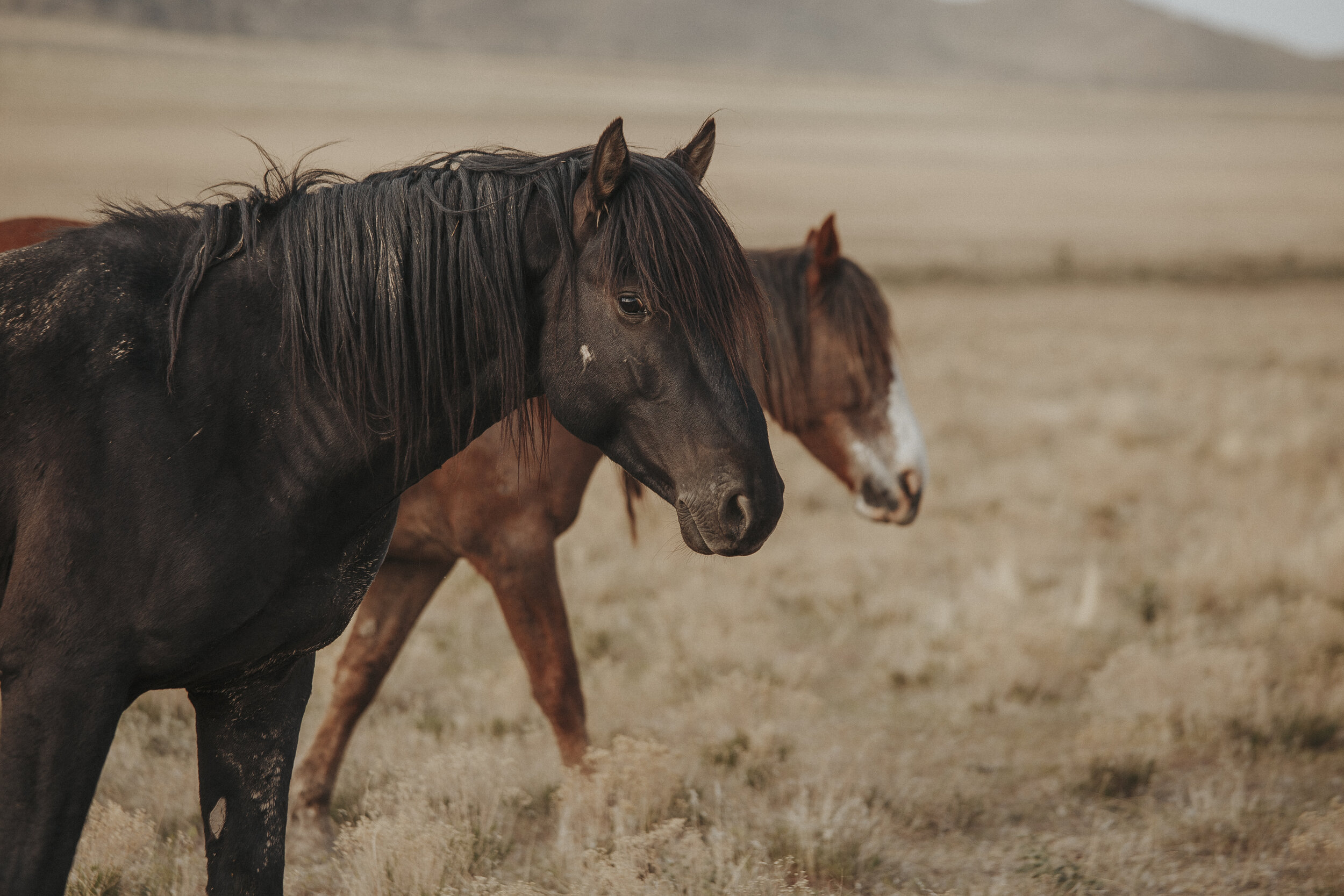 Wild Horses of Utah-24.jpg