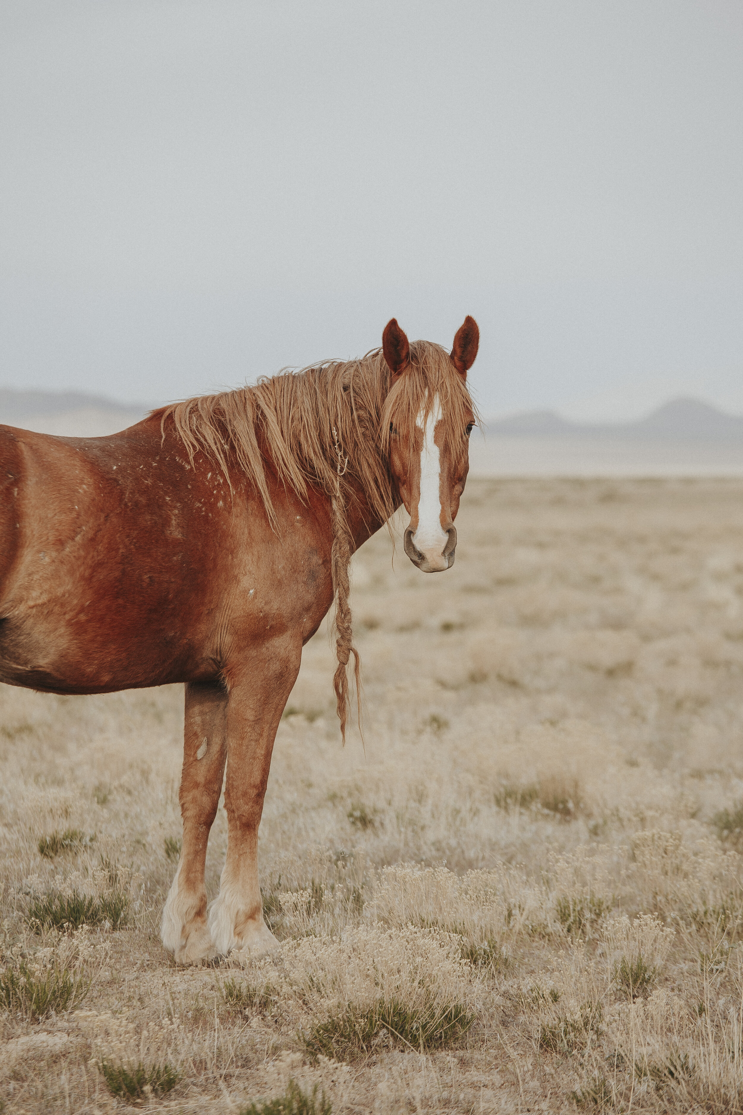 Wild Horses of Utah-23.jpg