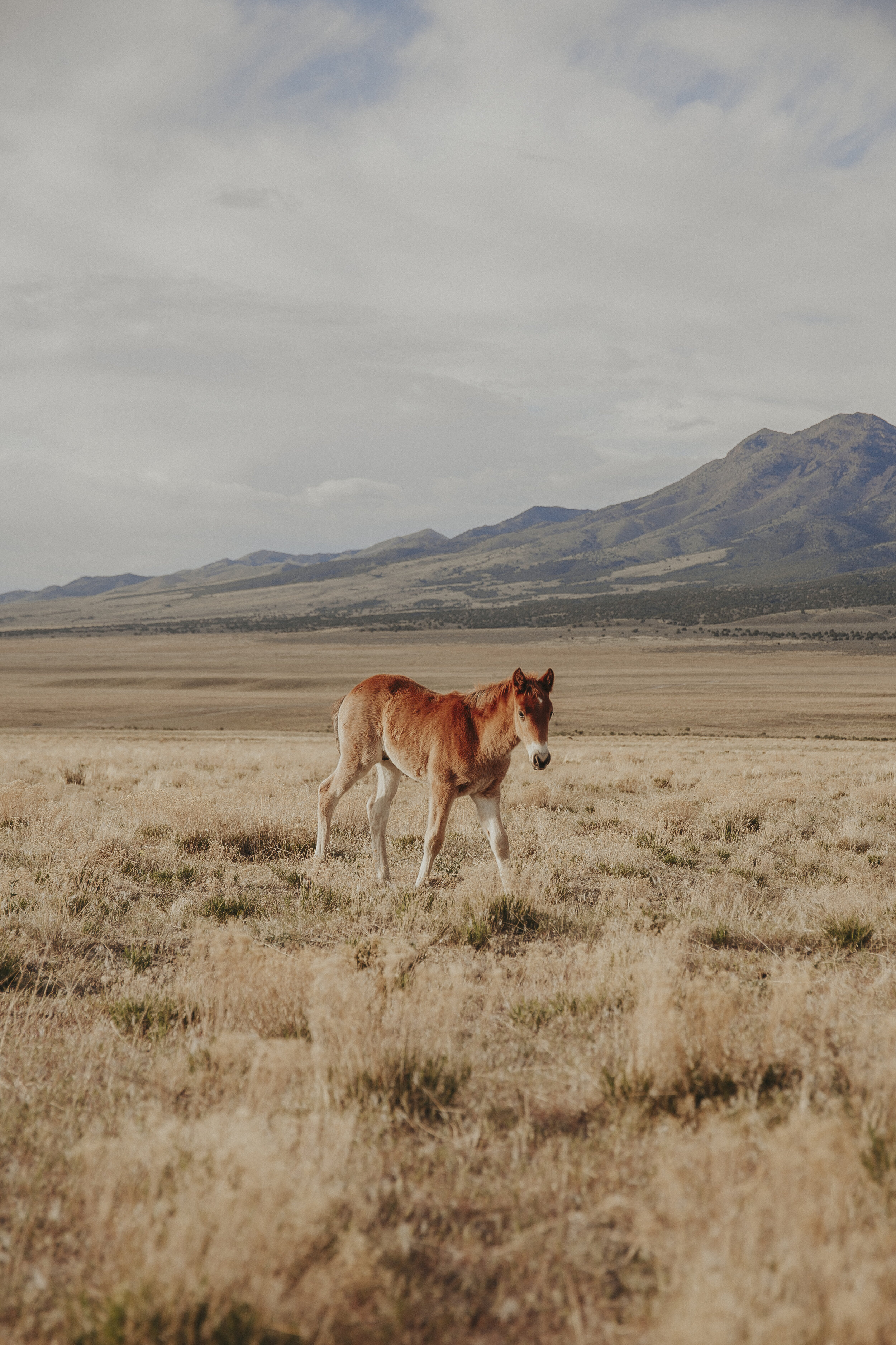 Wild Horses of Utah-12.jpg