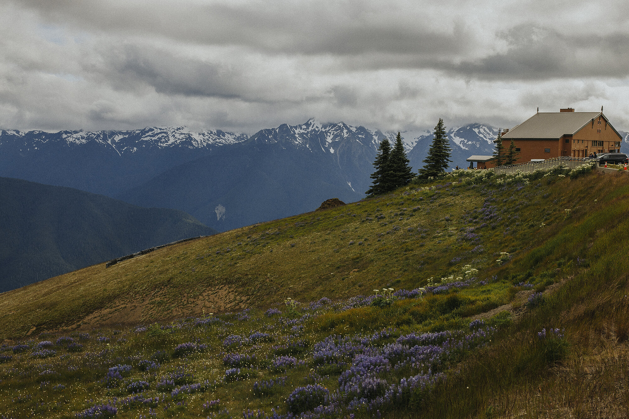 Hurricane Ridge Olympic National Park-21resized.jpg