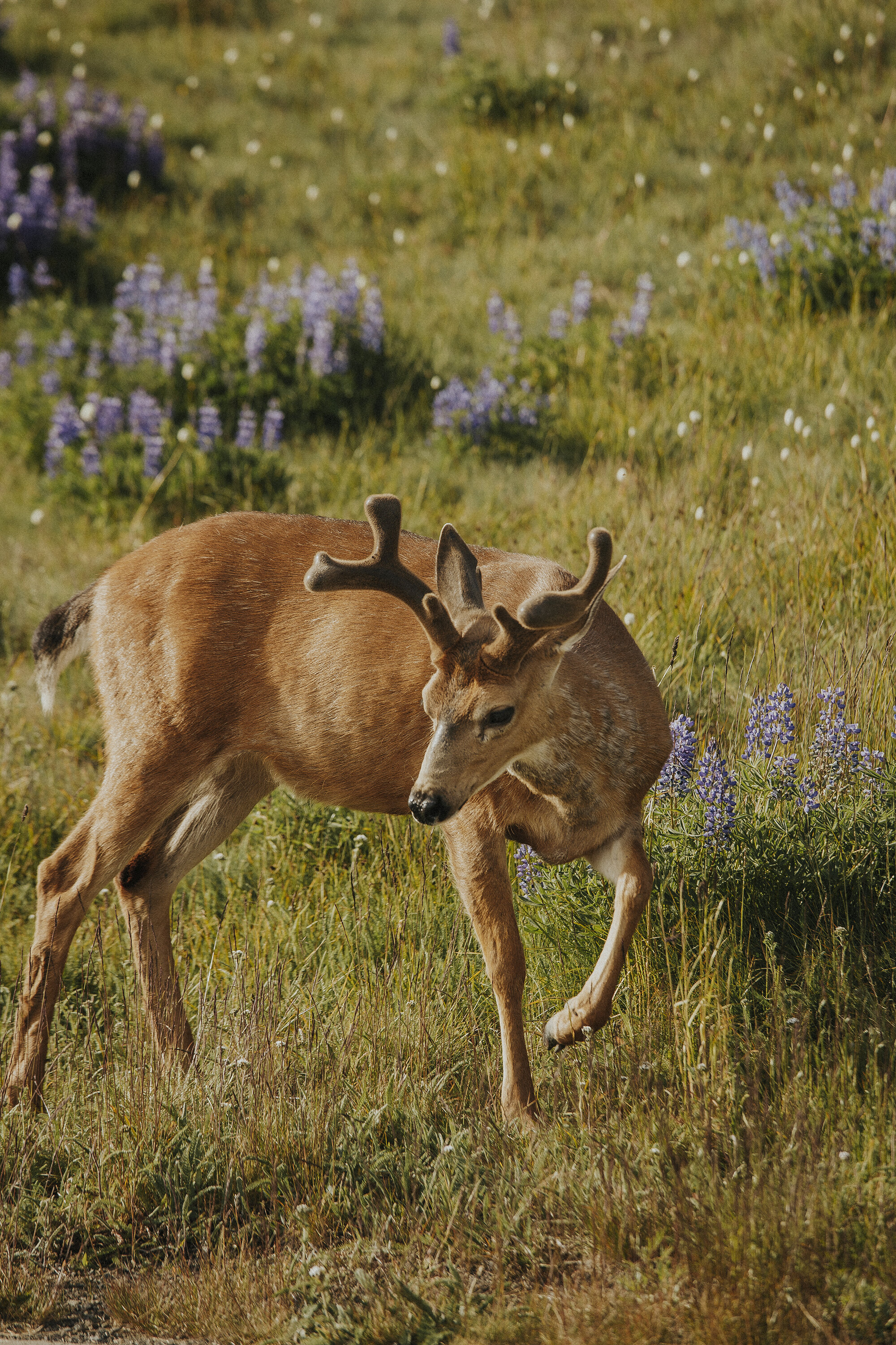 Hurricane Ridge Olympic National Park-44resized.jpg