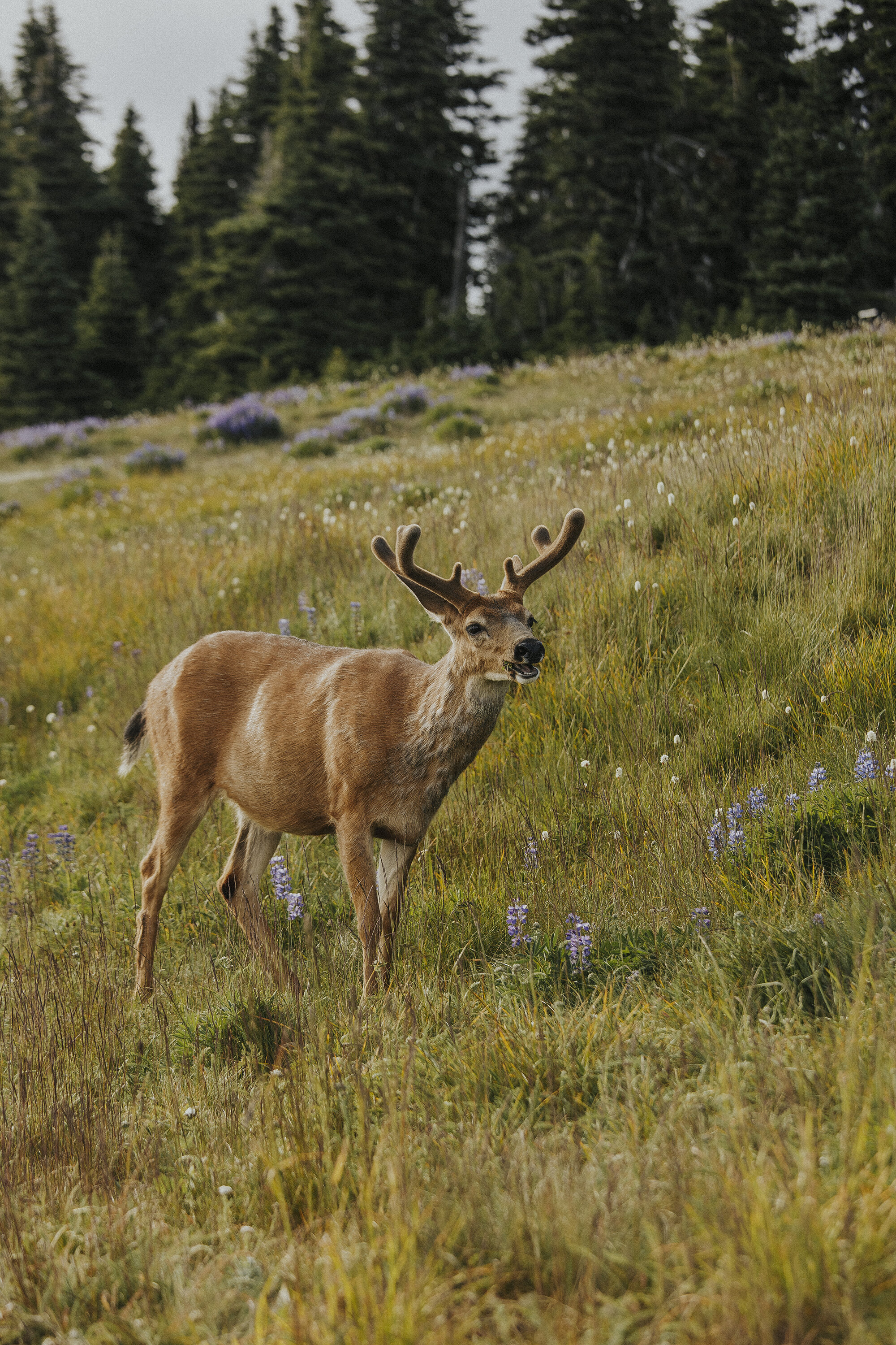 Hurricane Ridge Olympic National Park-48resized.jpg