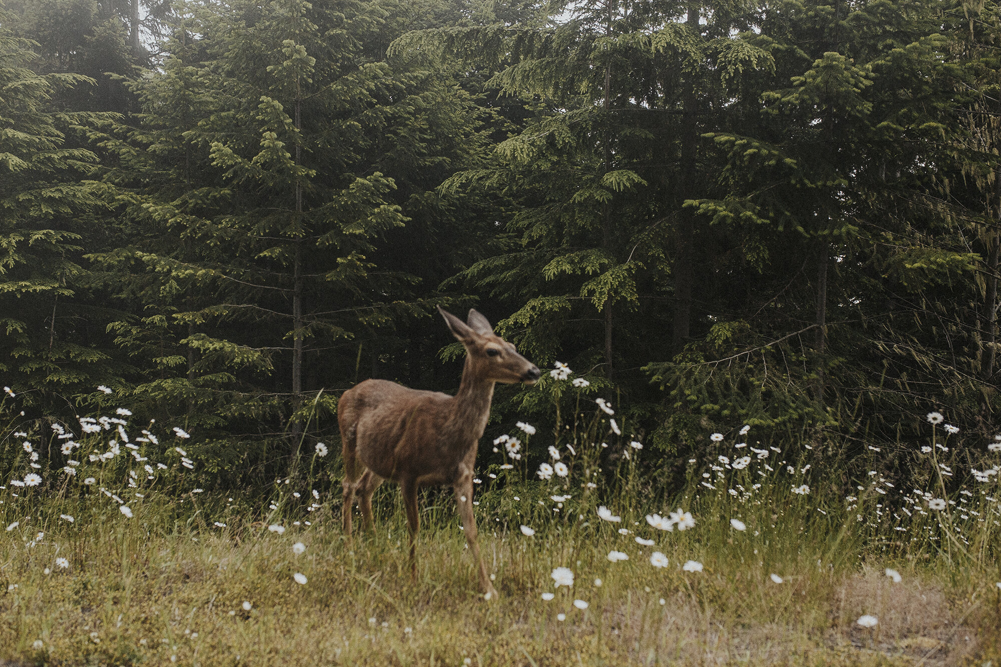 Hurricane Ridge Olympic National Park-51resized.jpg