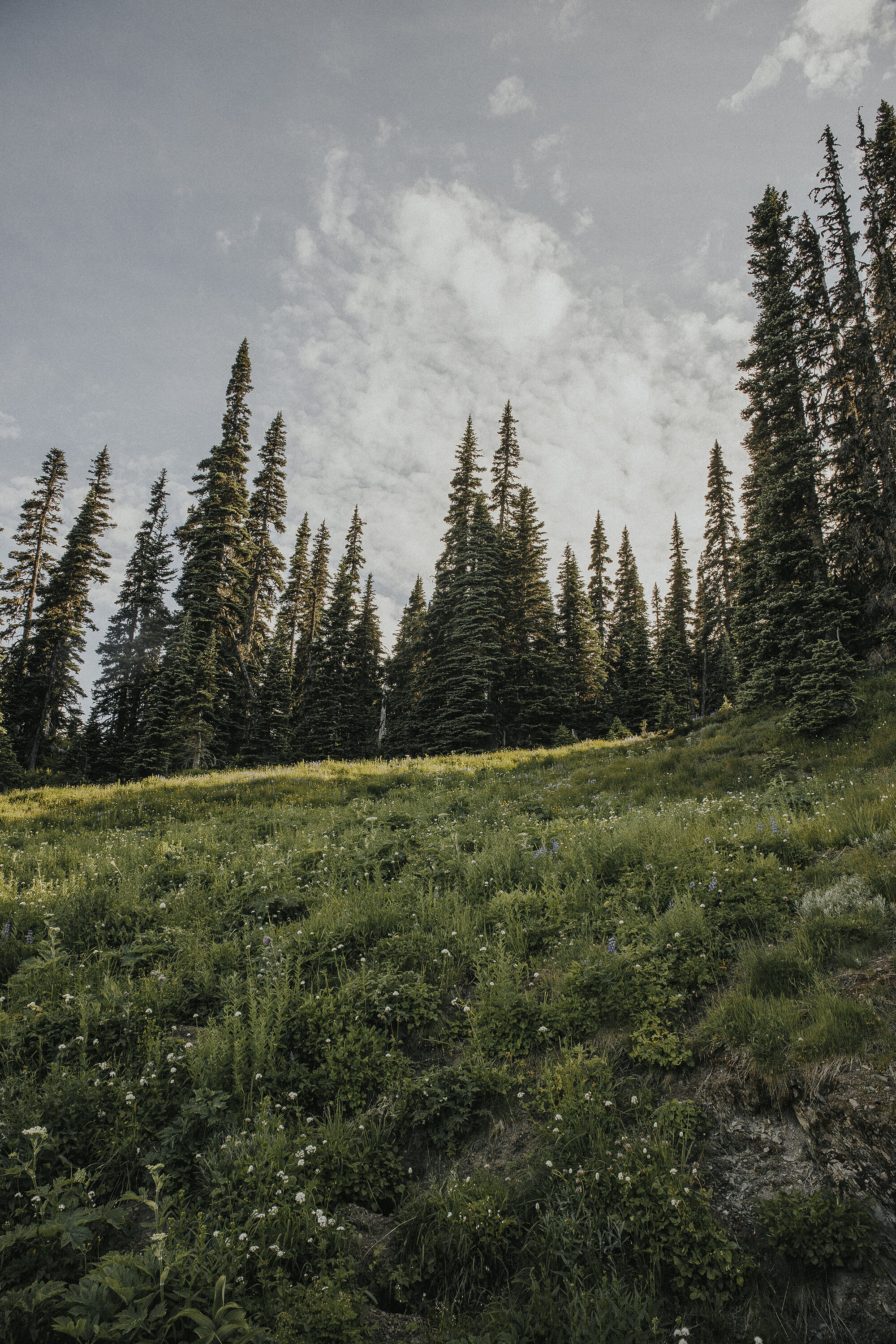 Hurricane Ridge Olympic National Park-52resized.jpg