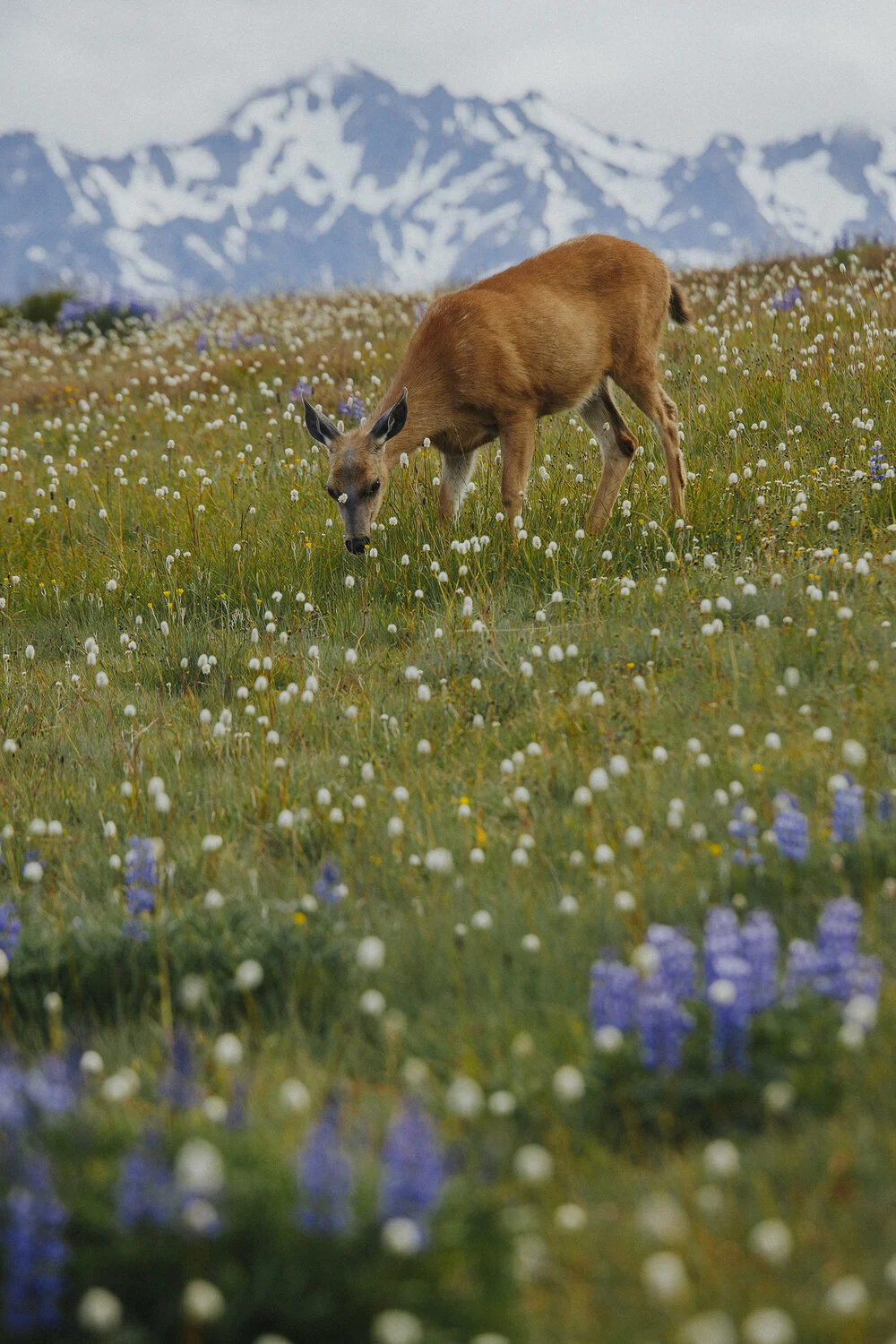 Hurricane Ridge, Olympic National Park // Honeymoon Road Trip Pt. 3