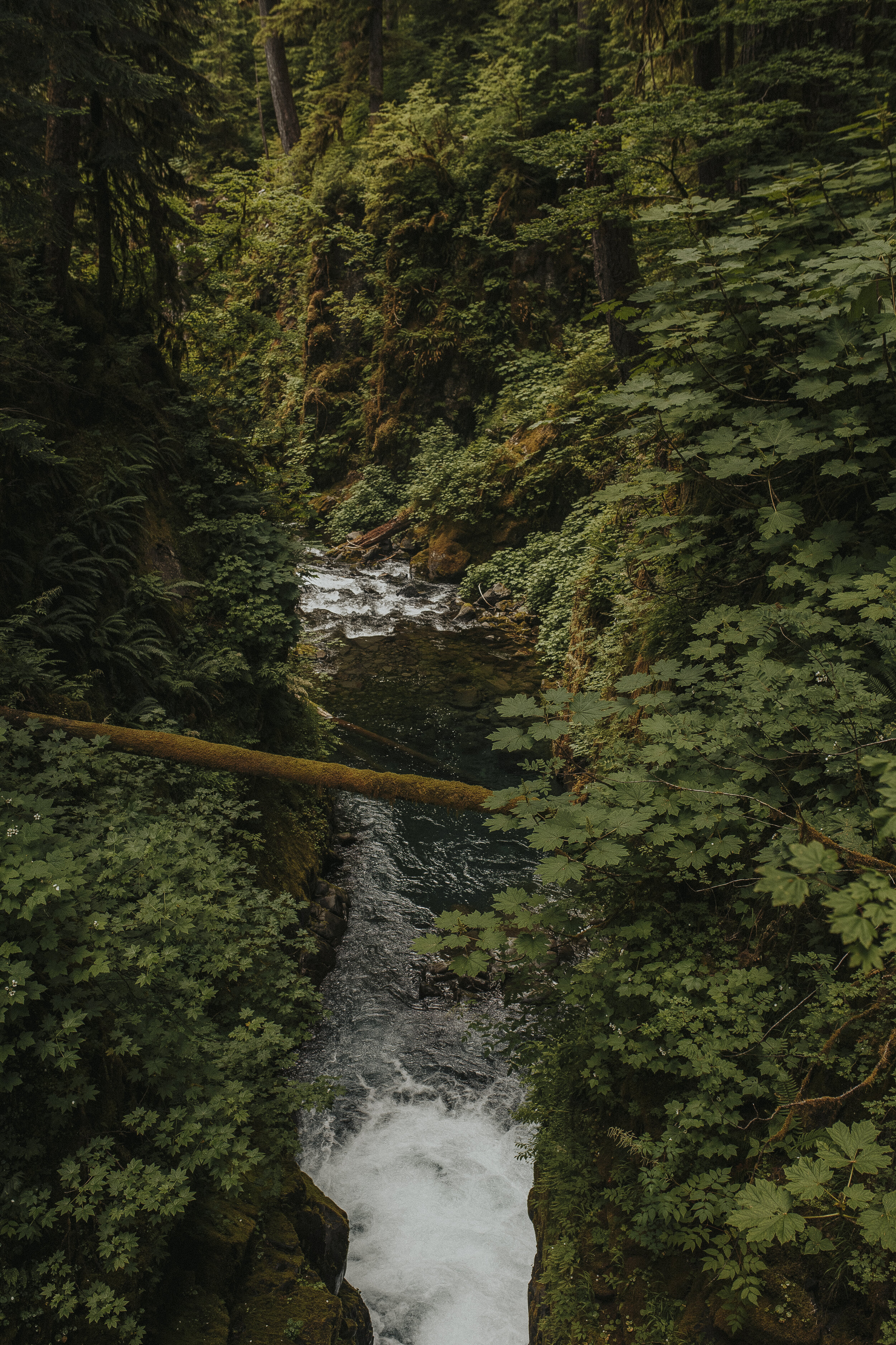 olympic national park sol duc falls-41.jpg