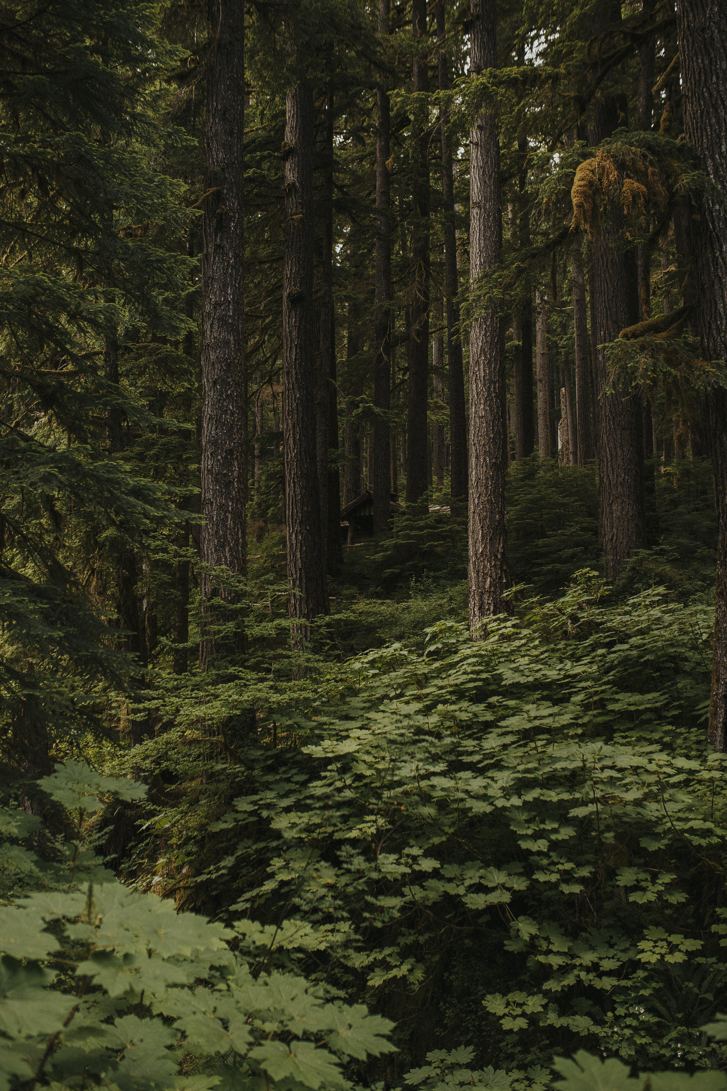 olympic national park sol duc falls-44.jpg