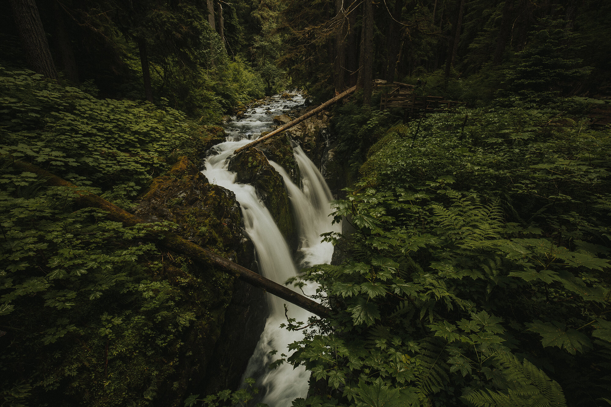 olympic national park sol duc falls-43resized.jpg