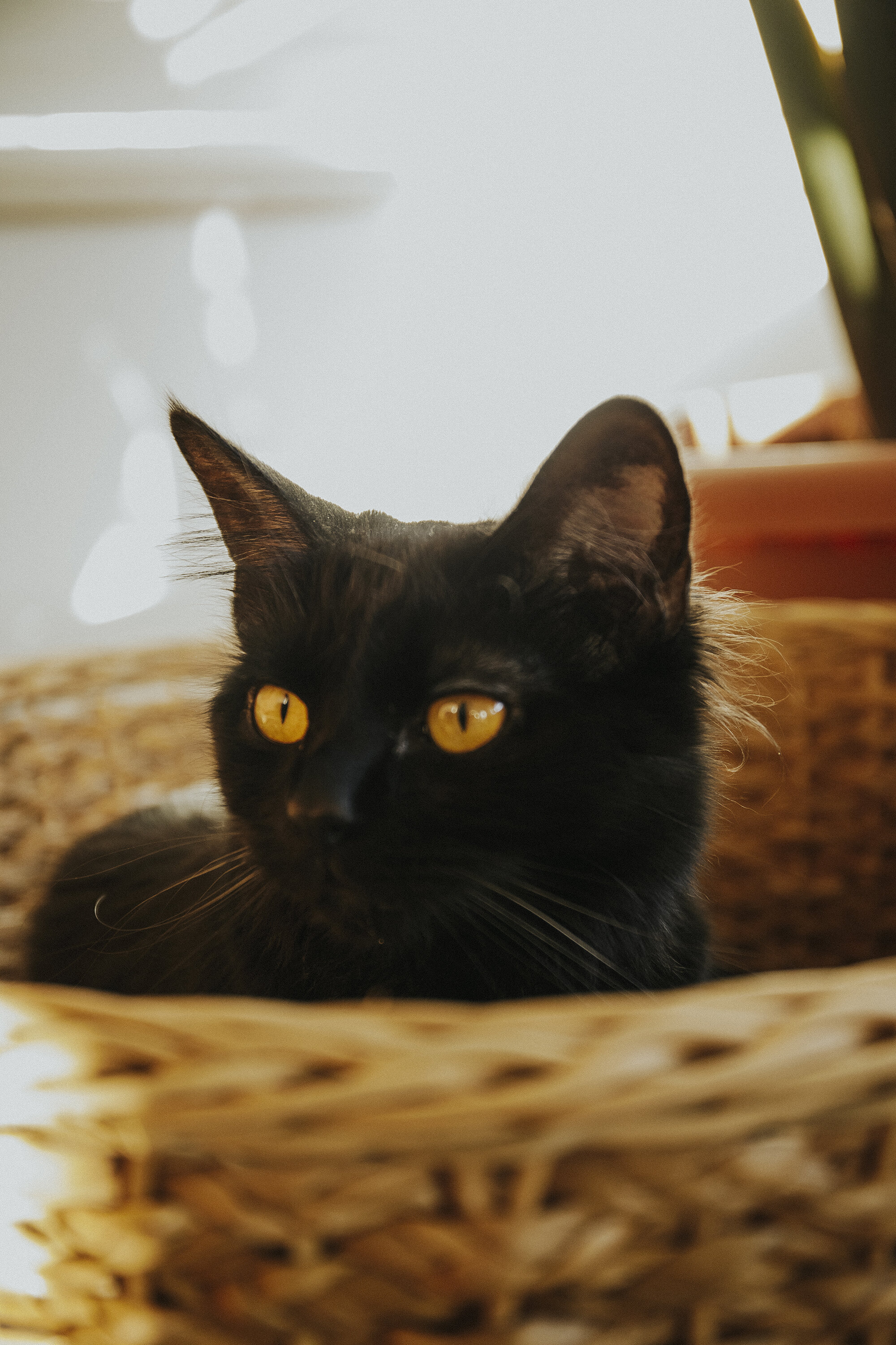 cat adoption story utah humane society black cat orange eyes-3.JPG