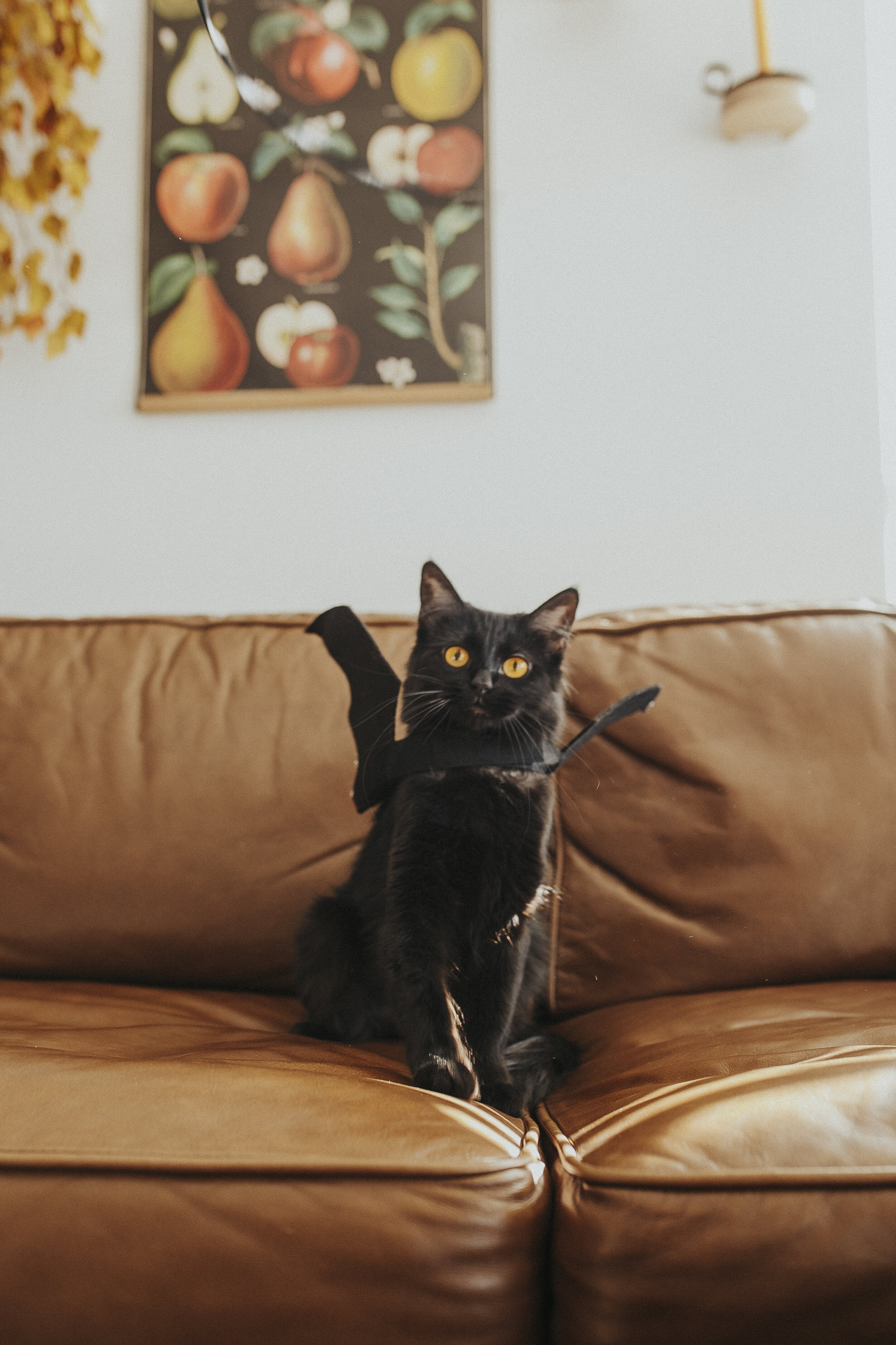 Wicker Black Cat Halloween Bat-9.jpg