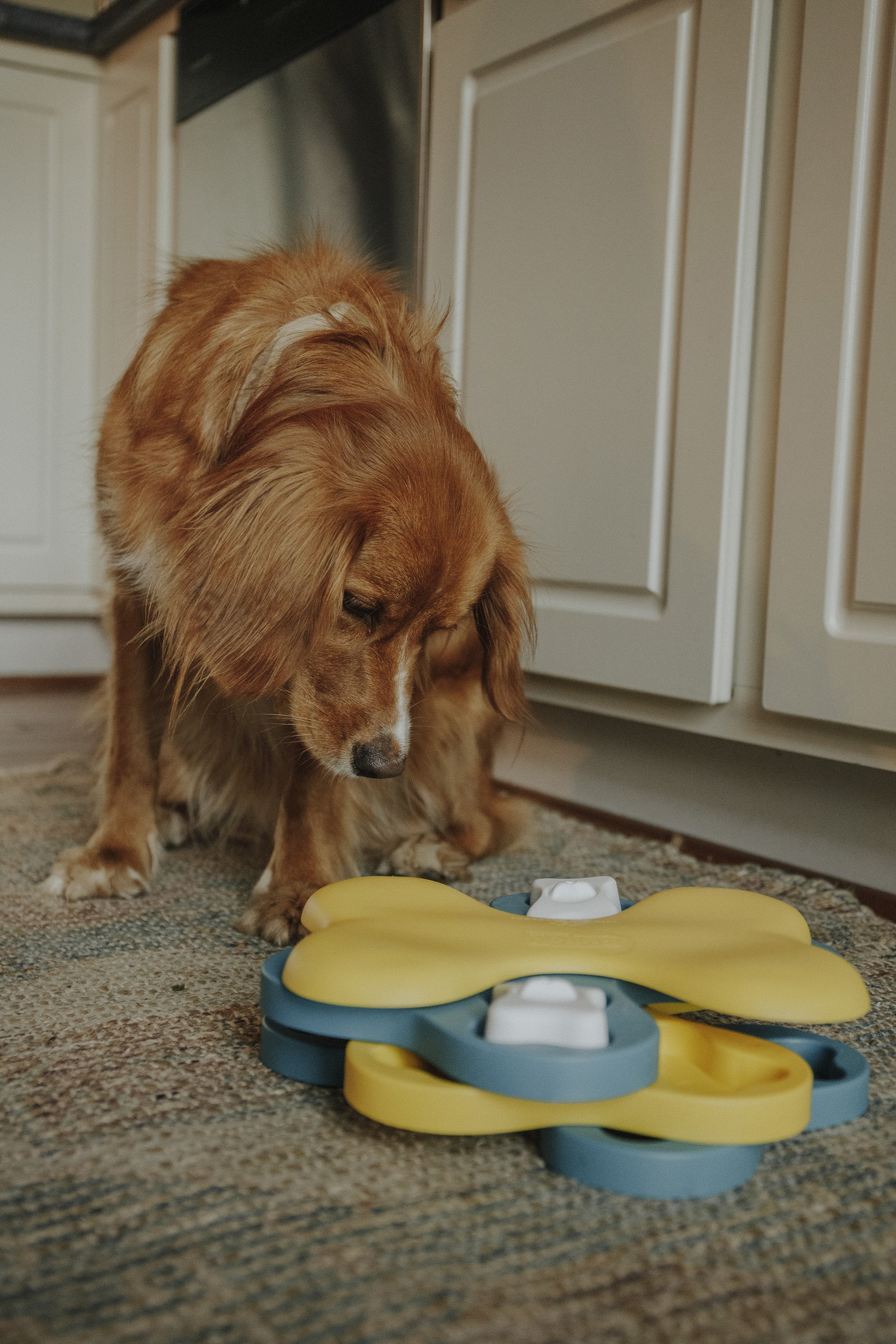 Pet Supplies : Outward Hound Nina Ottosson Puppy Tornado Interactive Treat Puzzle  Dog Toy 