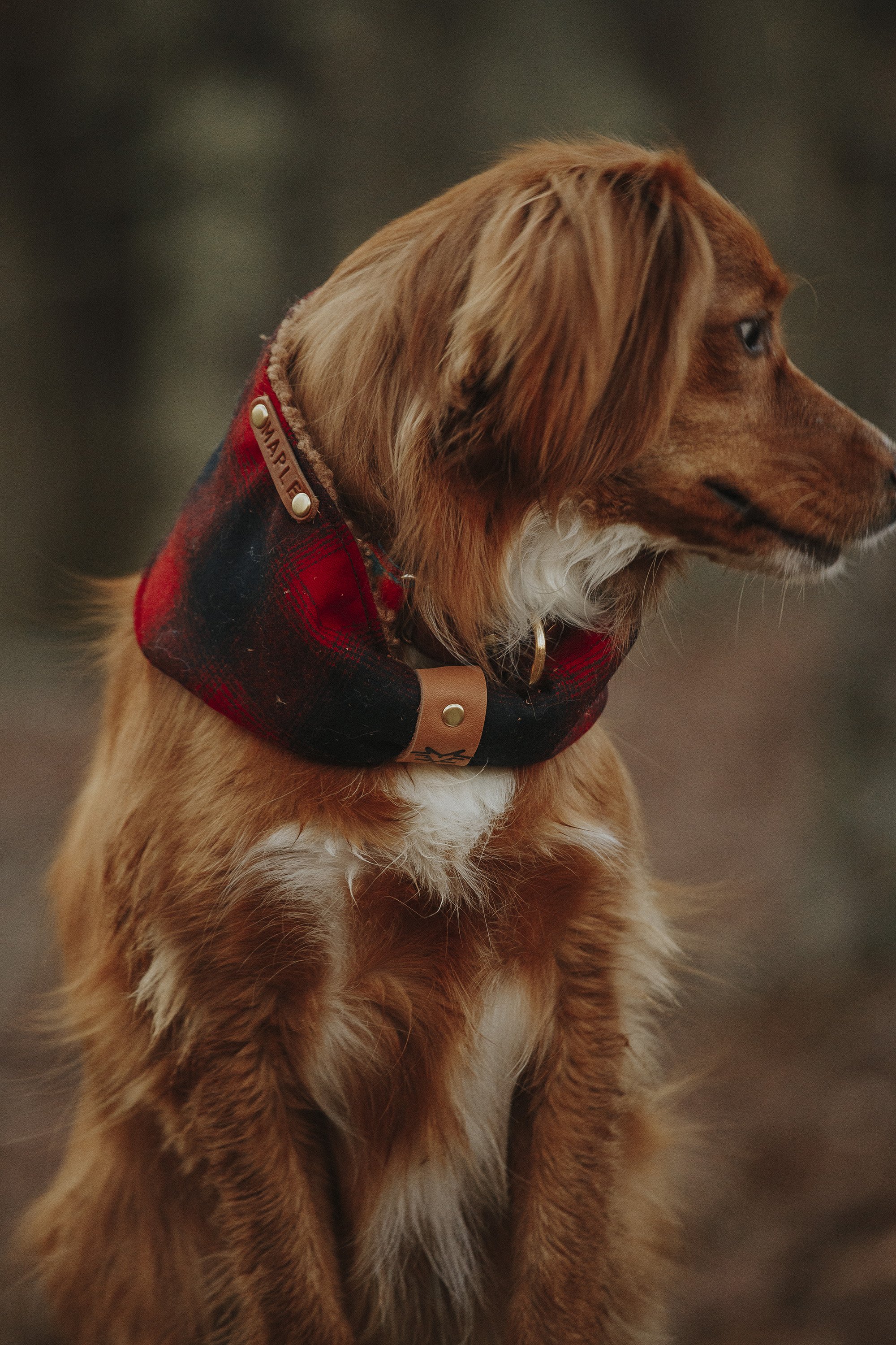 pack wild co pendleton scarf dog accessories resized.jpg