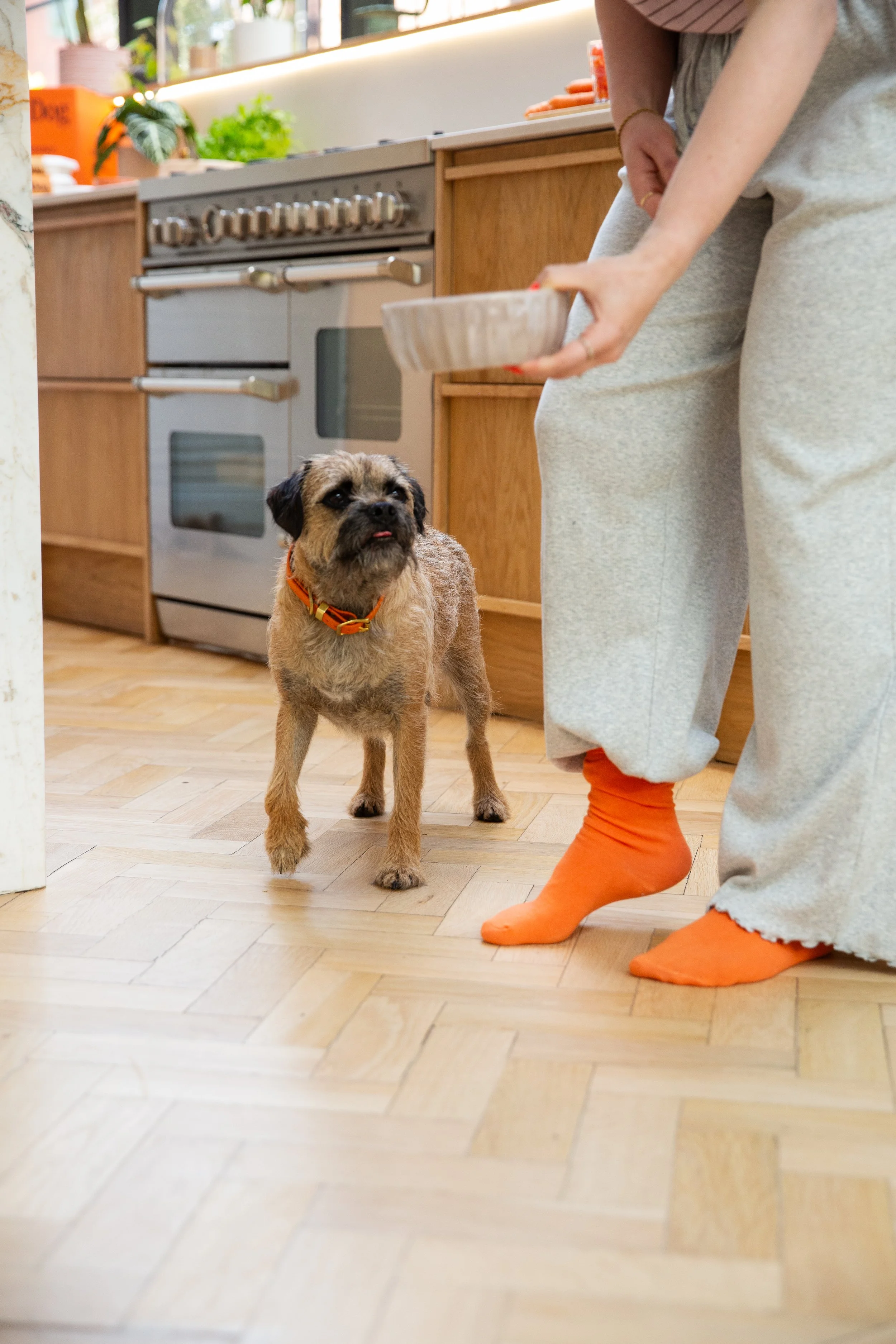 Someone about to serve dog's food 
