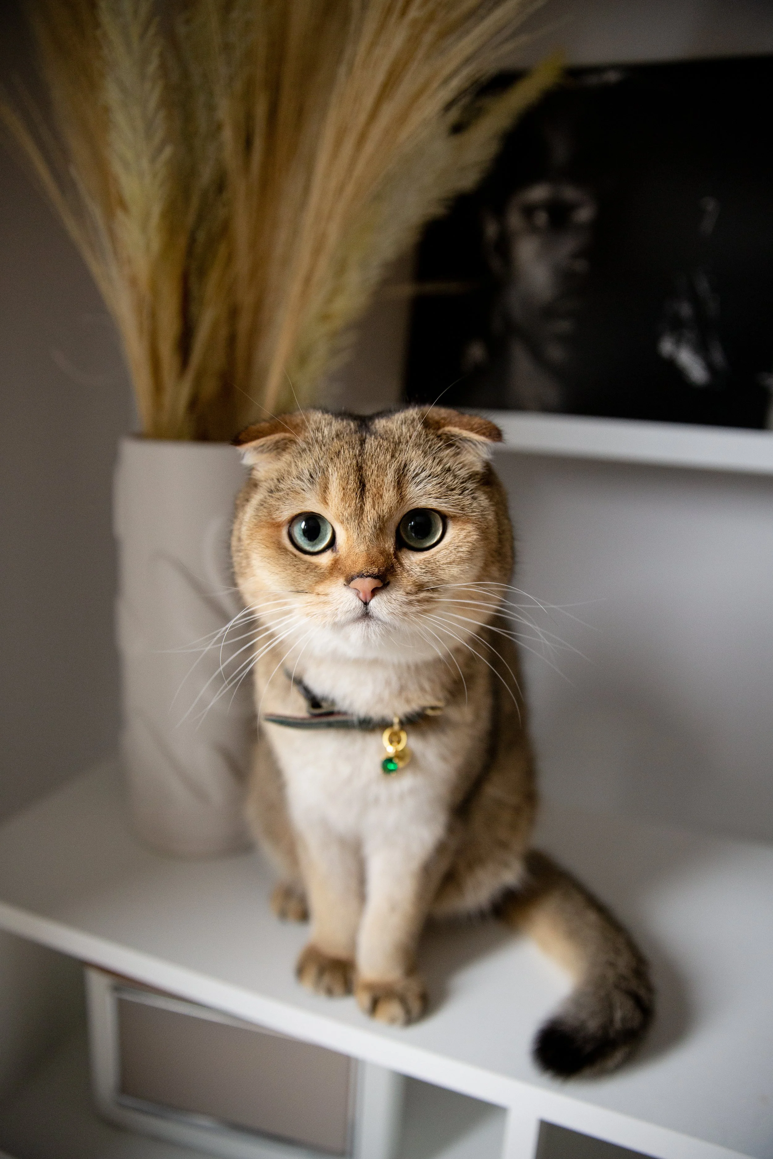 CheshireandWain, Pet Stories, Pet Stories Agency, Cat photographer, Luxury Cat Brand, Cat Lifestyle, Cat Models UK, Pet Model Agency