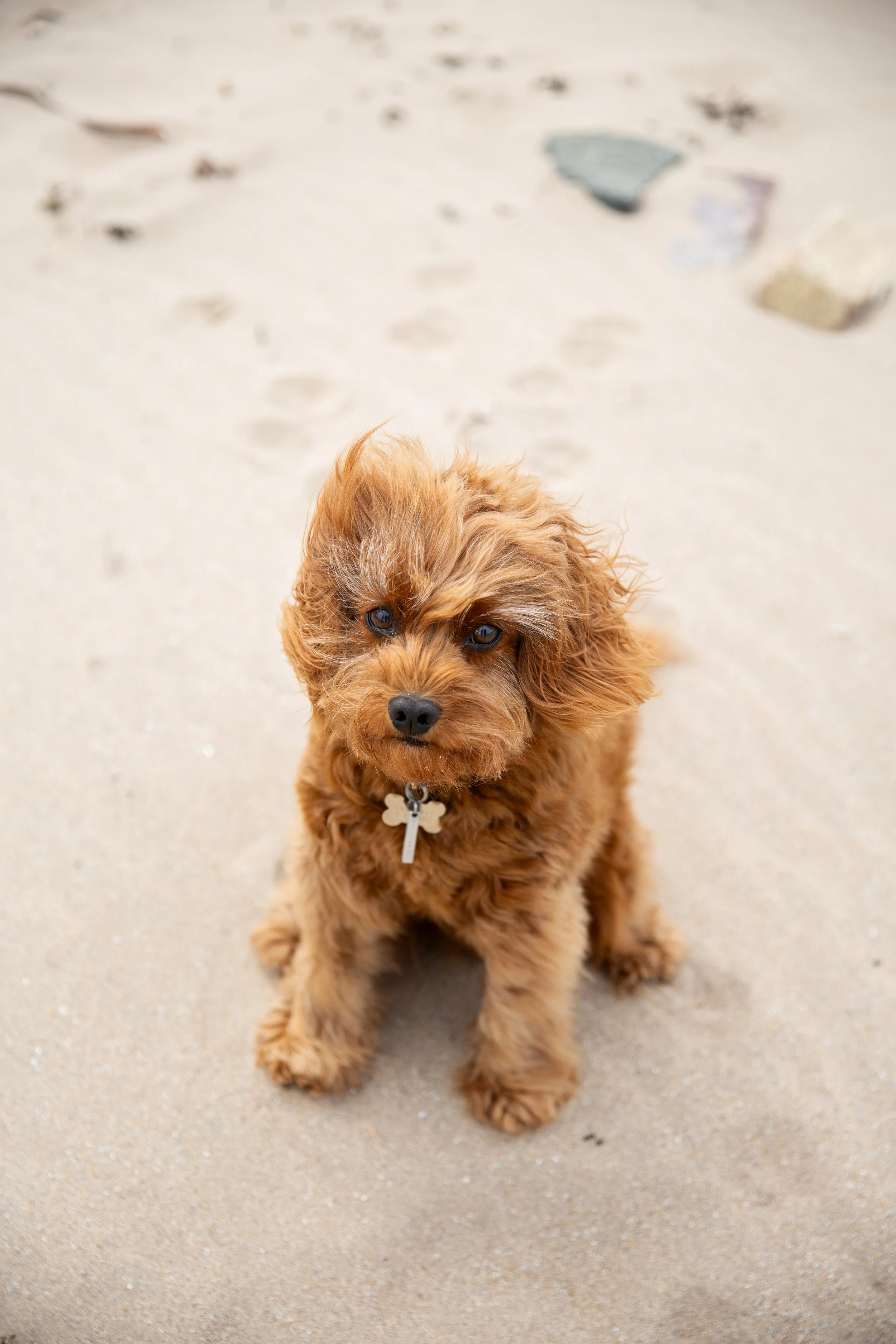 Dog windswept on the beach, looking into camera