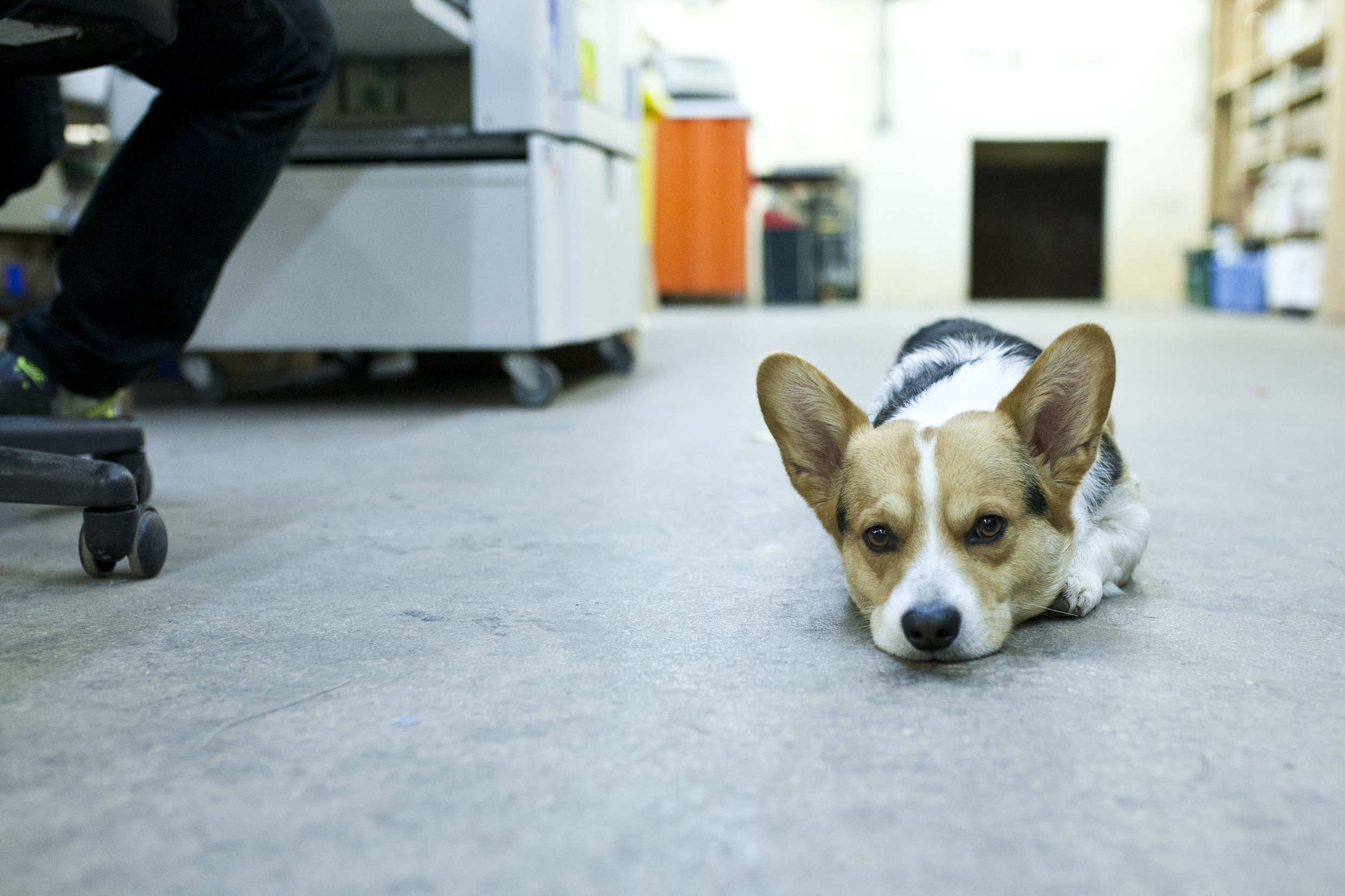 corgi shop