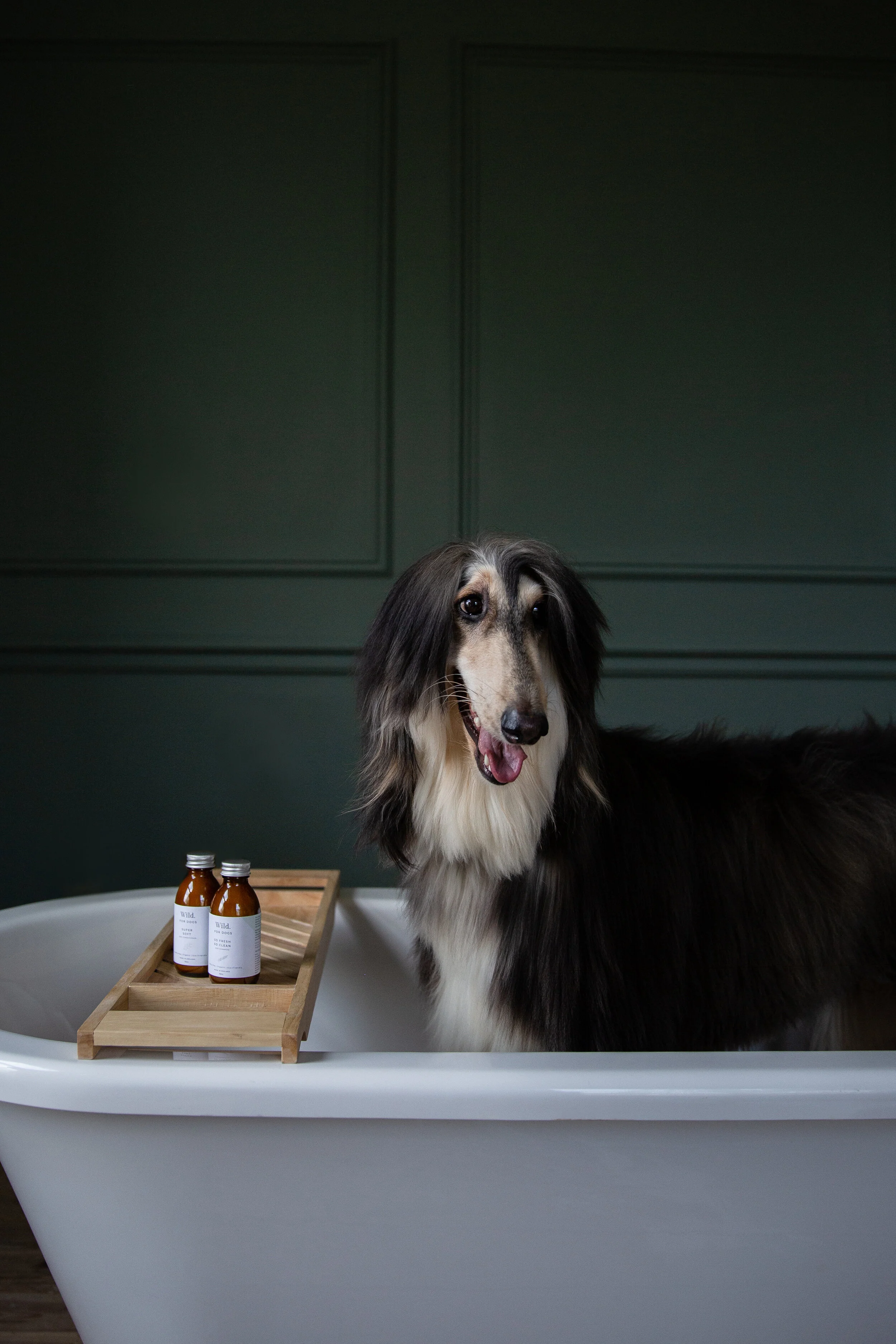 pet stories — See our most recent client project and the dog models we