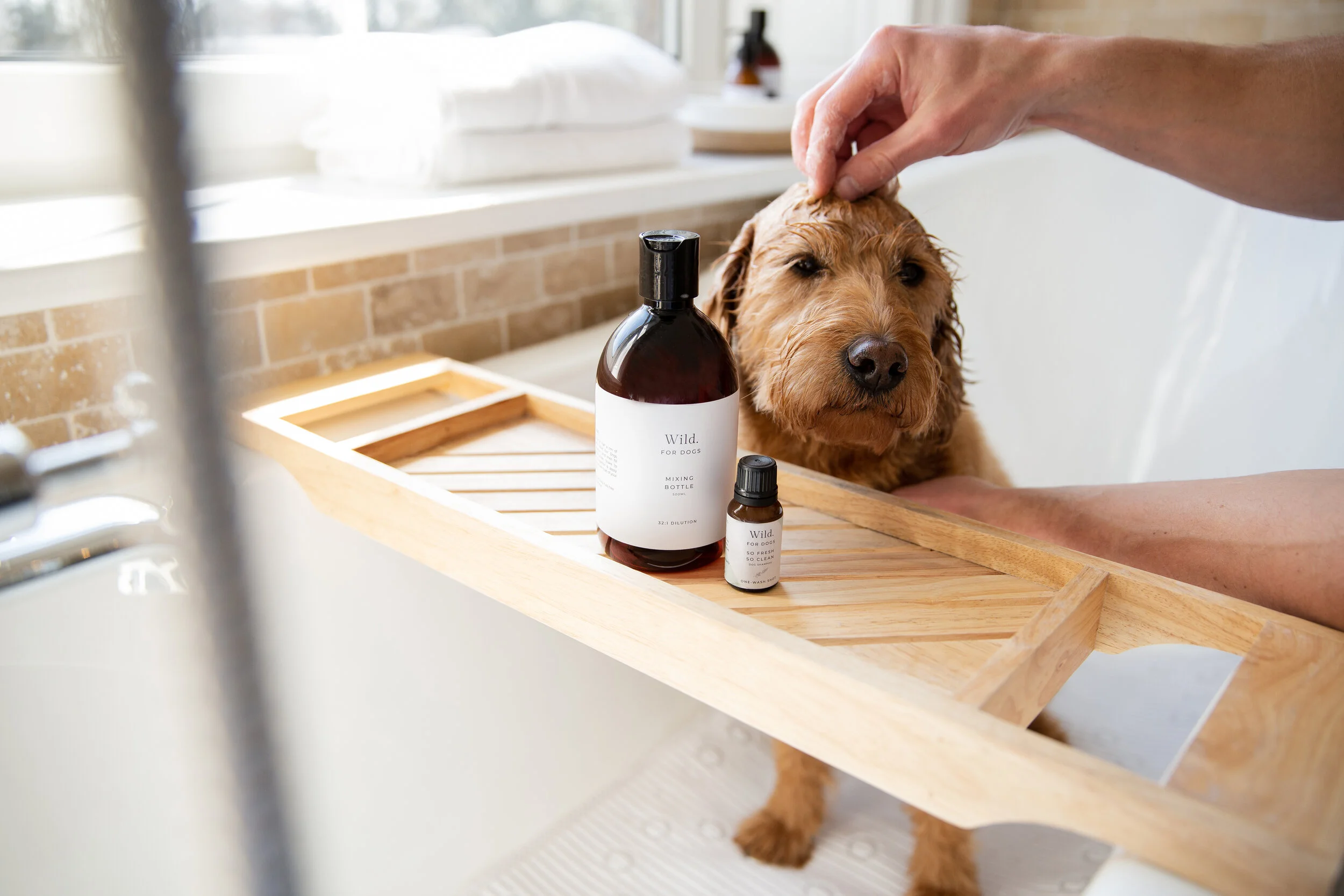 pet stories — See our most recent client project and the dog models we