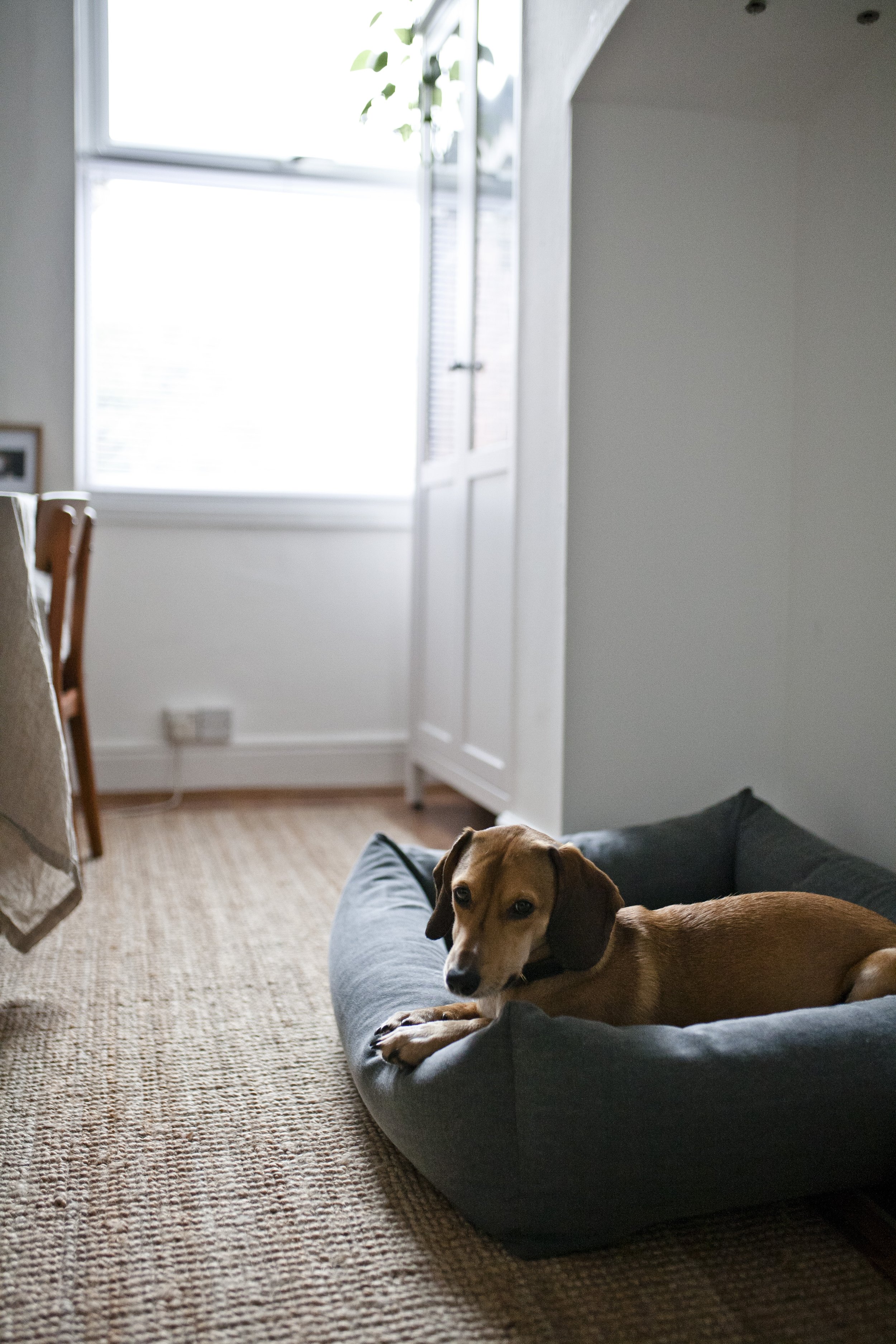 dogbrandphotographer.JPG