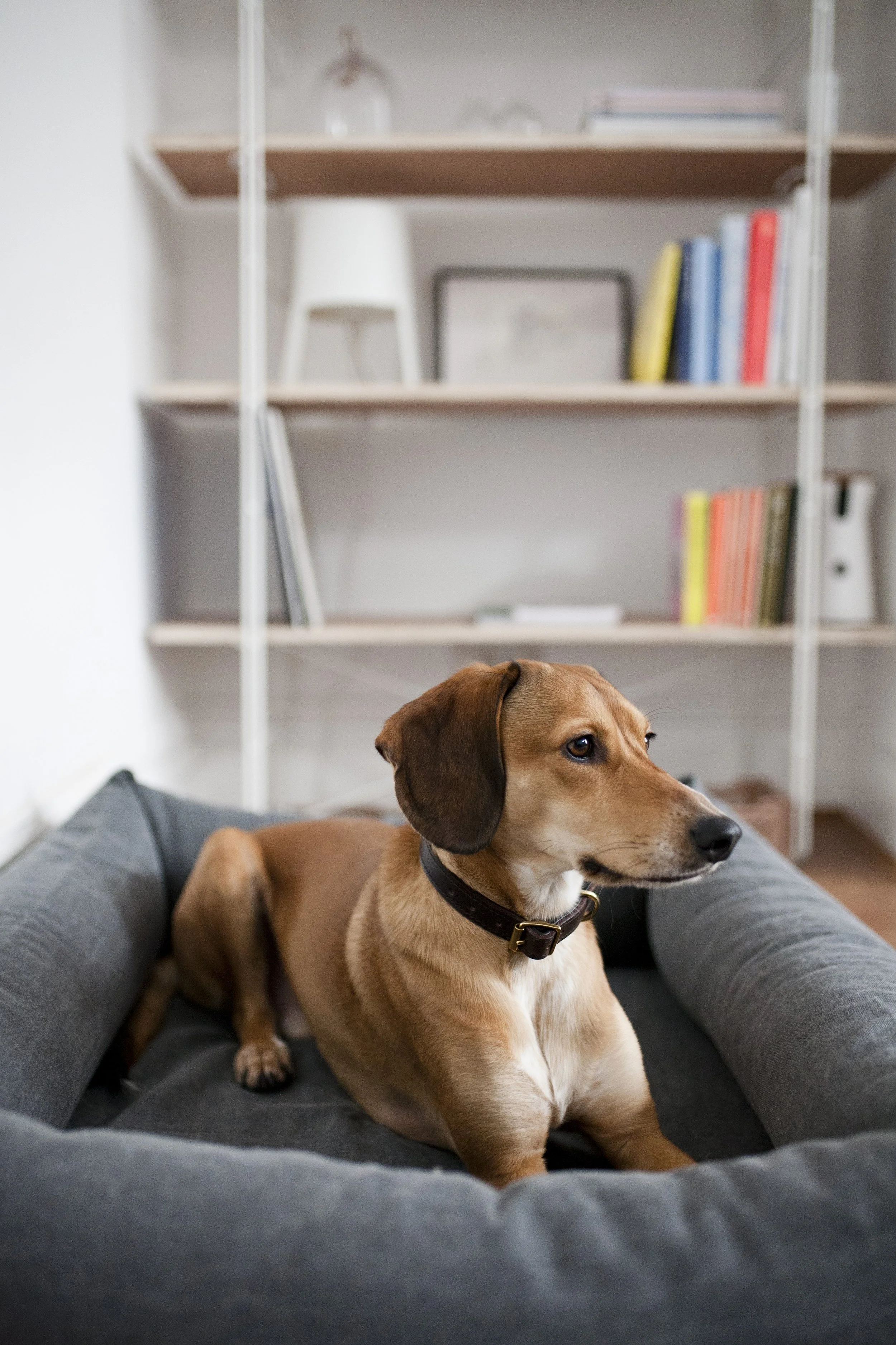 dogphotographersheffield.JPG