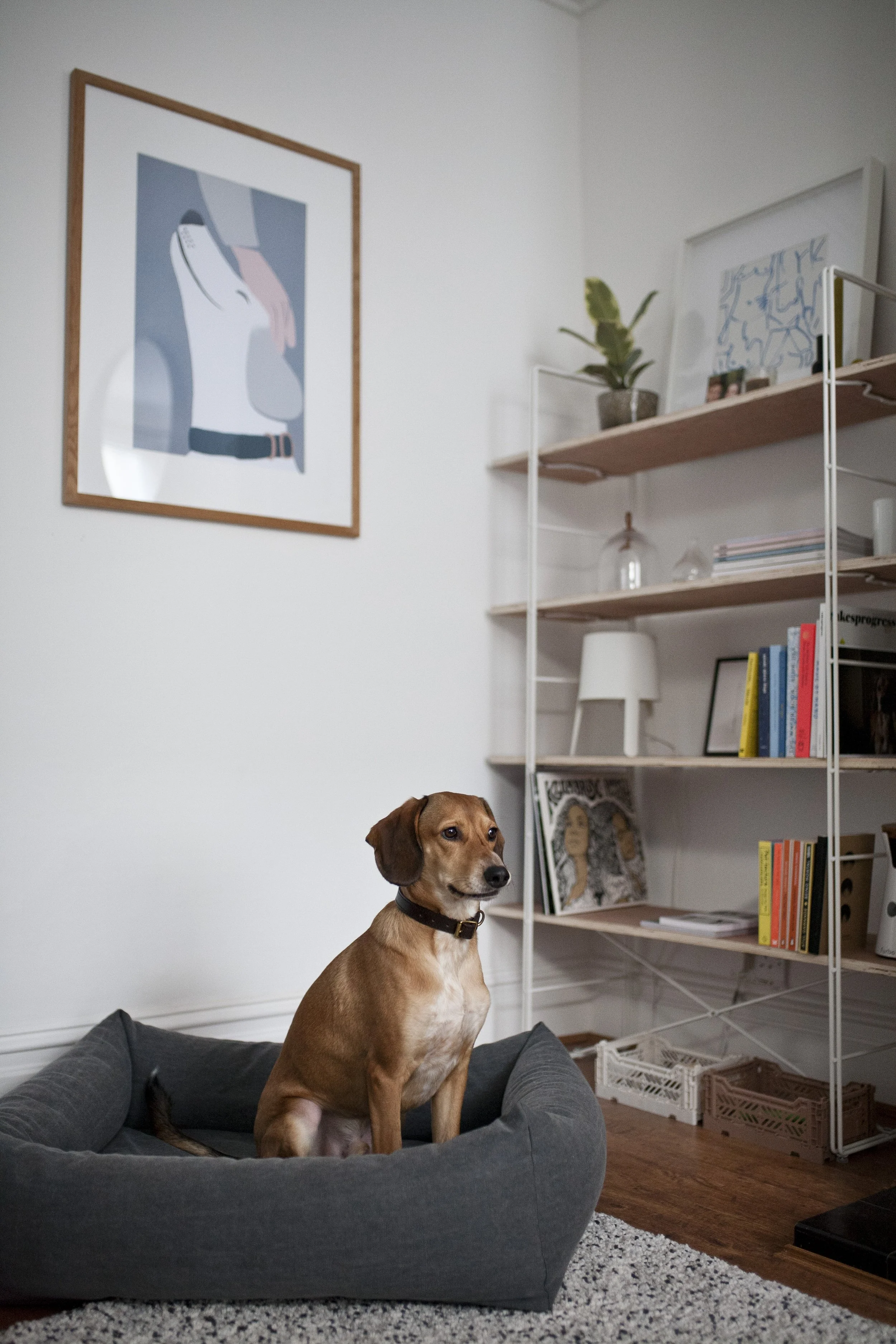 UK pet photographer.JPG